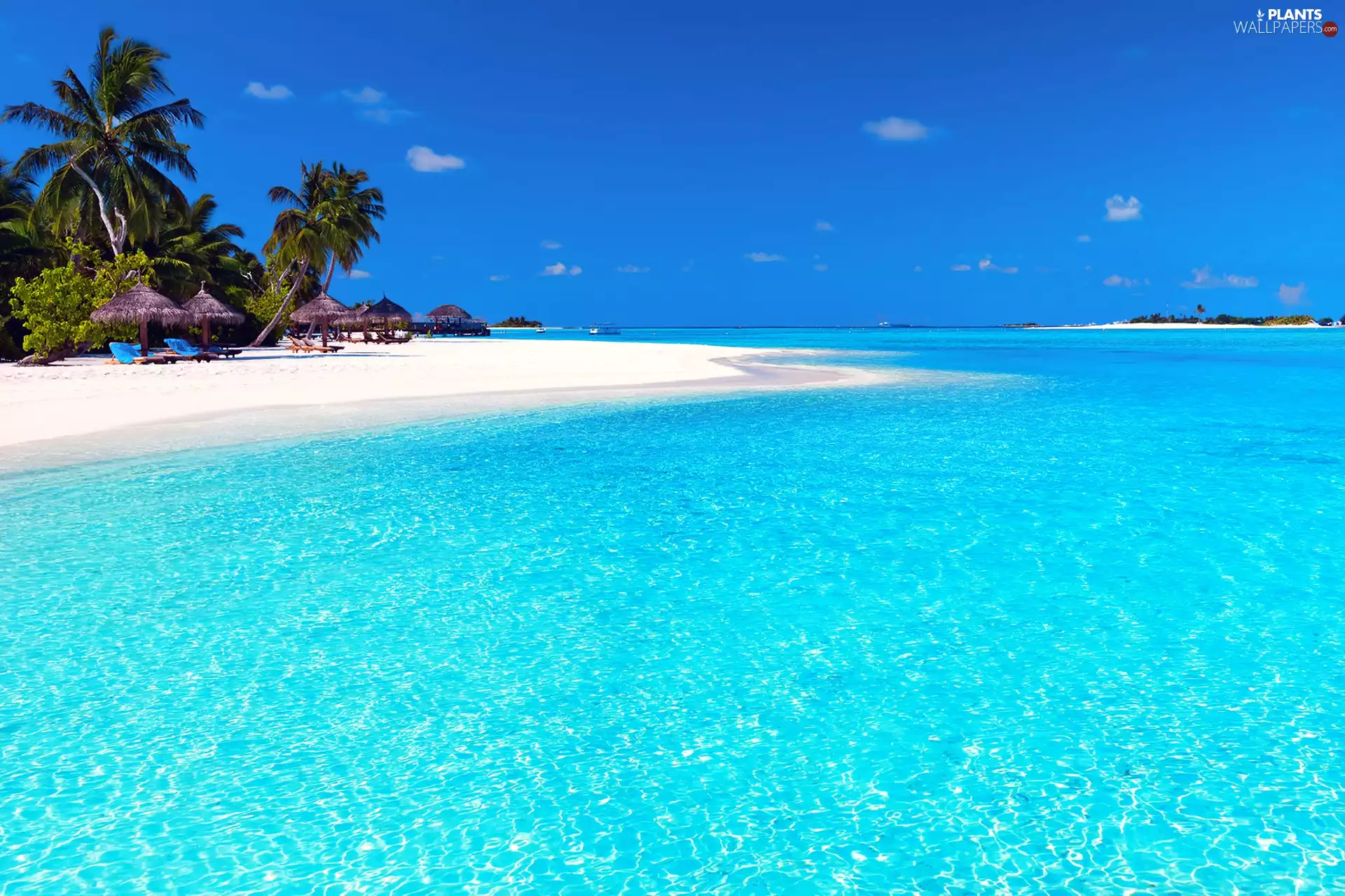sea, Palms, Maldives, Beaches