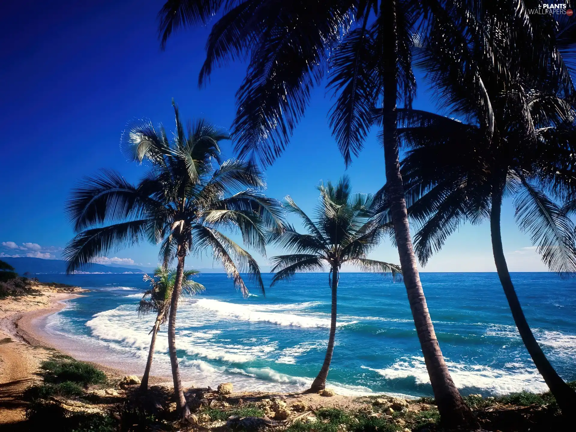 Beaches, Palms, sea