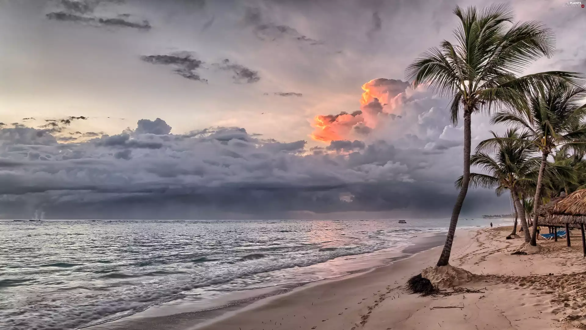 sea, clouds, Palms, Beaches