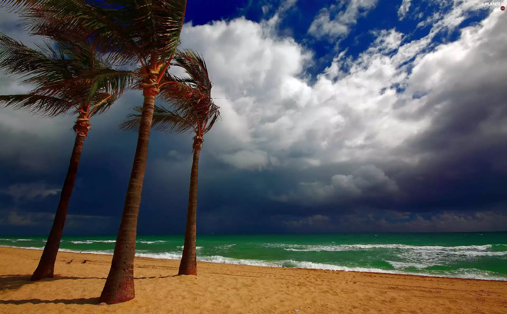 sea, clouds, Palms, Beaches