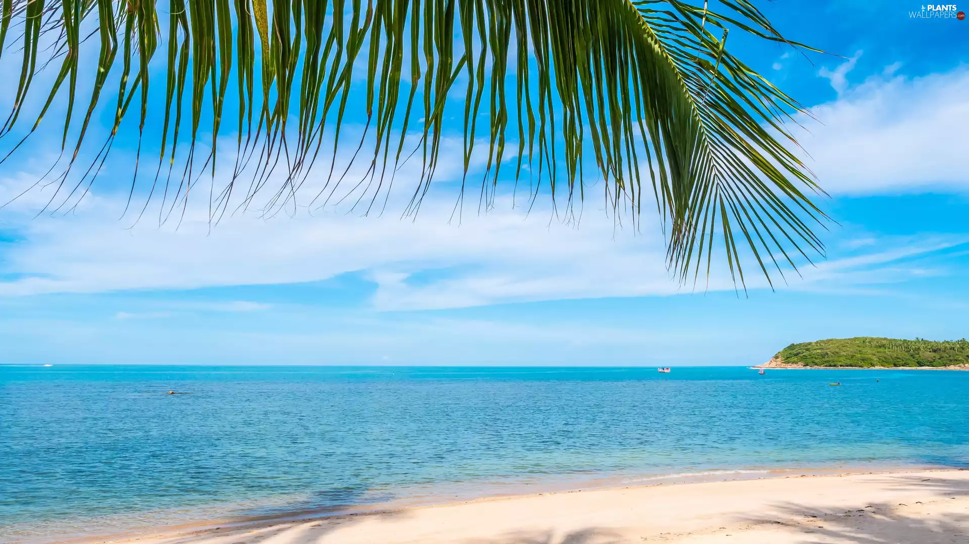 sea, leaf, Palms, Beaches