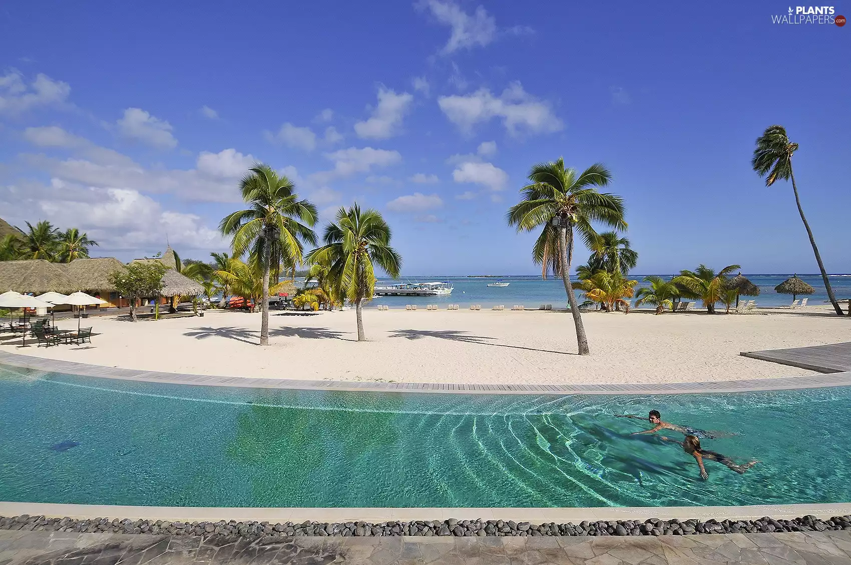 sea, Pool, Palms, Beaches