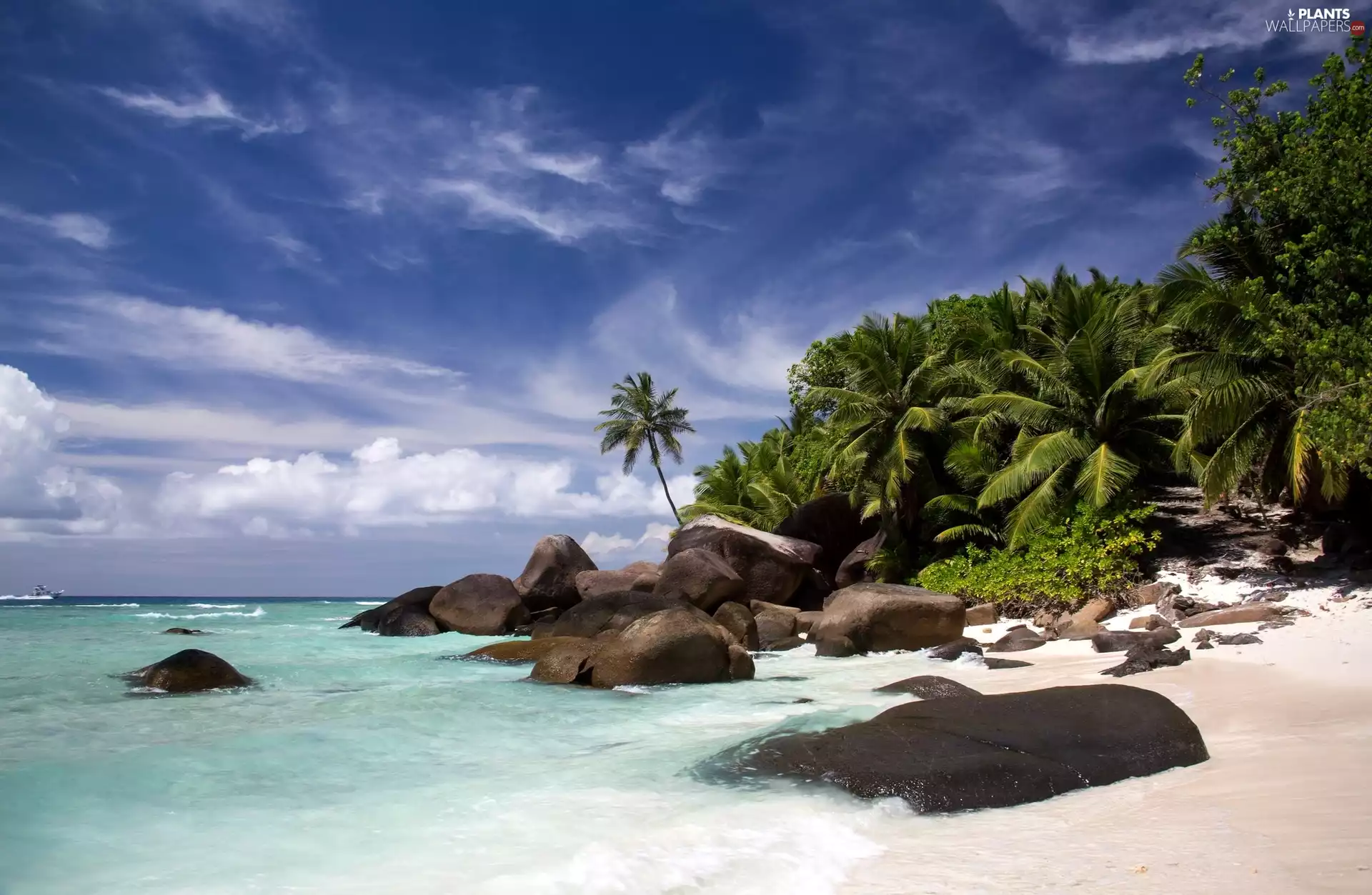 sea, Stones, Palms, Beaches