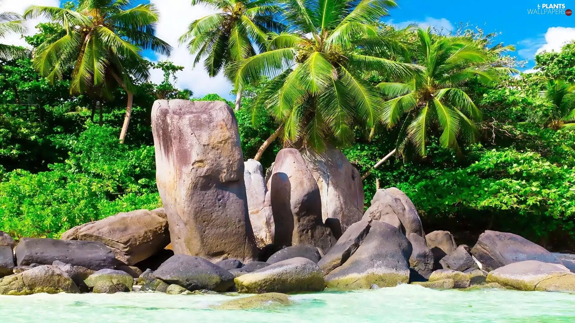 sea, Stones, Palms, Beaches