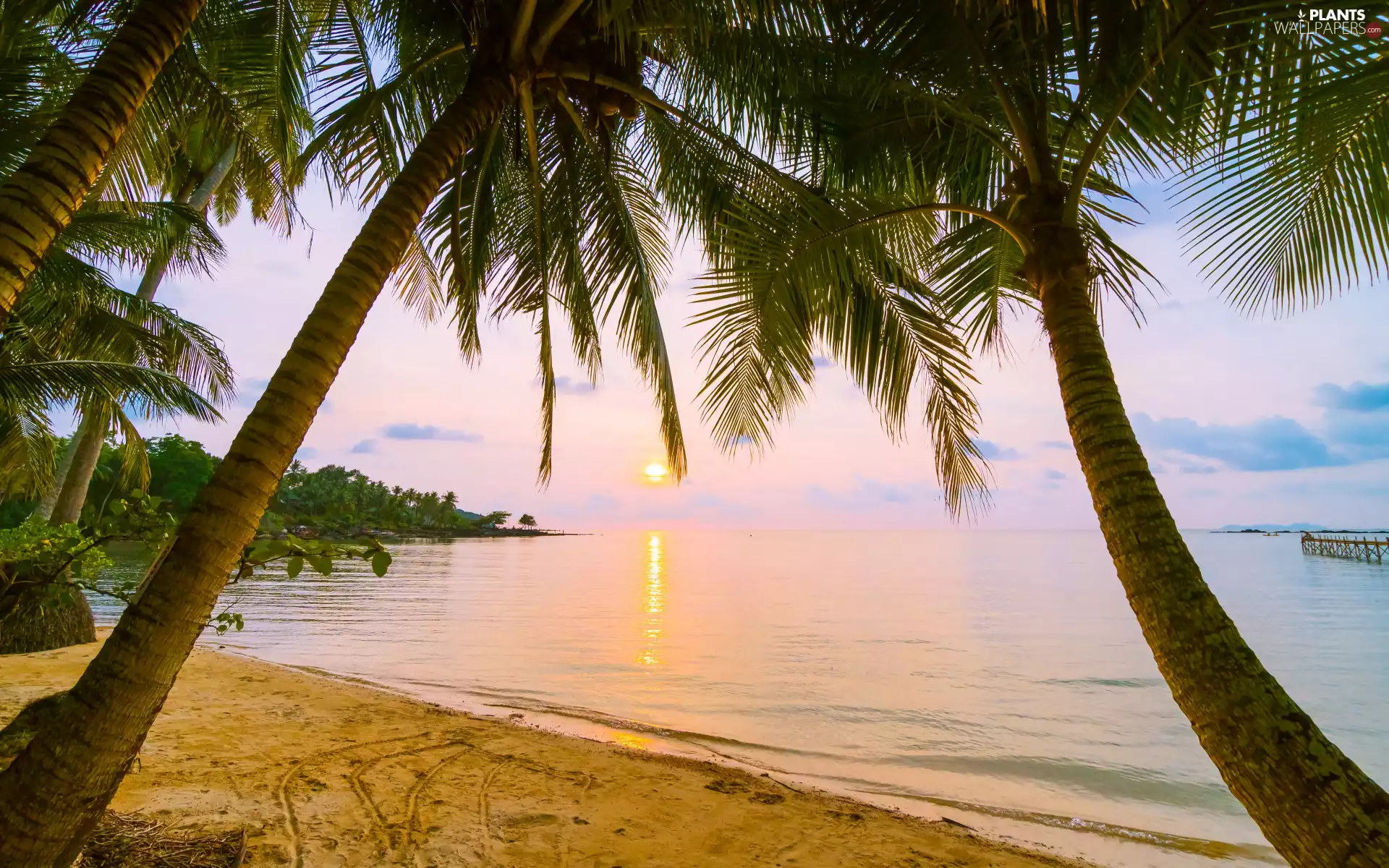 Coast, Great Sunsets, Beaches, Palms, sea