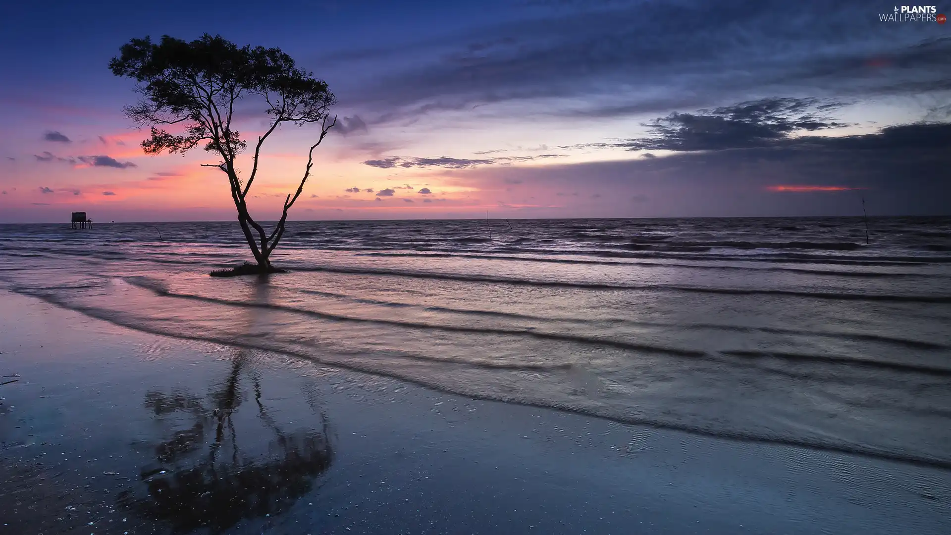 trees, Great Sunsets, Beaches, Waves, sea