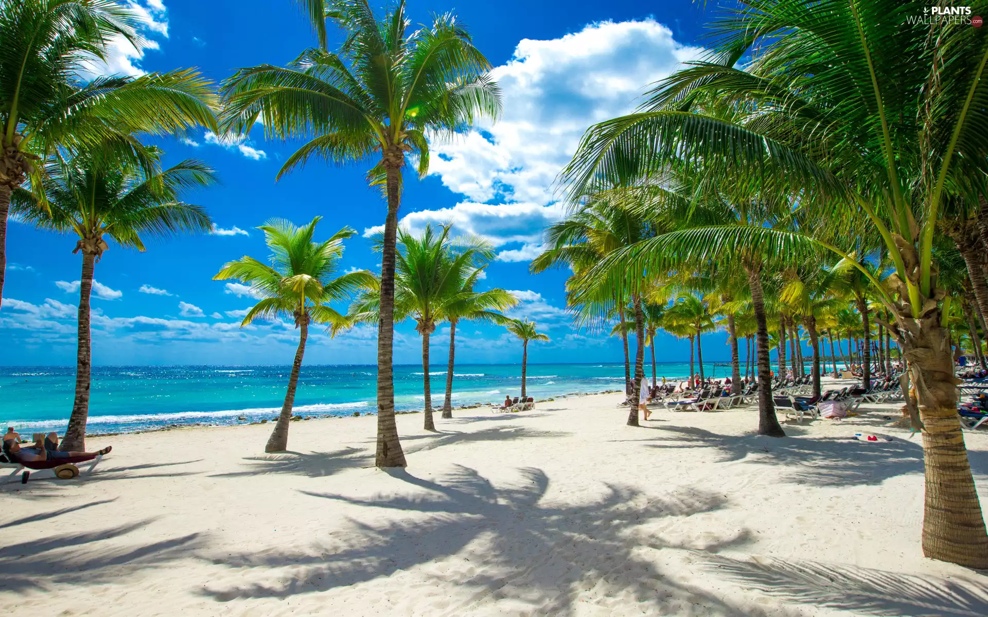 sea, Palms, Tropical, Beaches