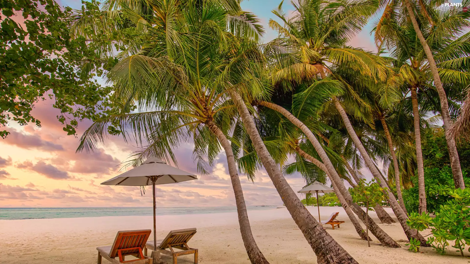 deck chair, Umbrella, Beaches, Palms, sea