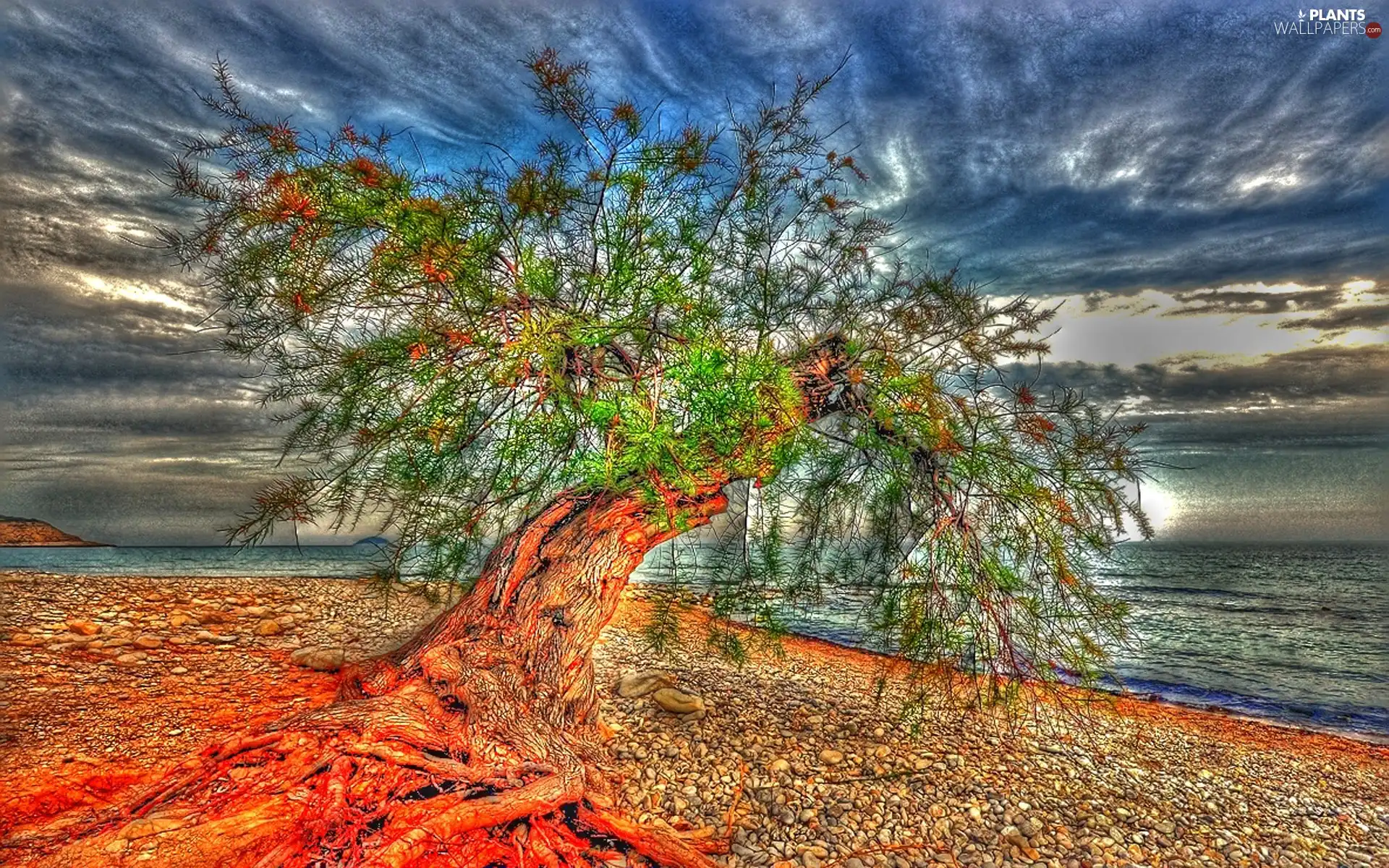 Beaches, trees, sea, rocky, clouds