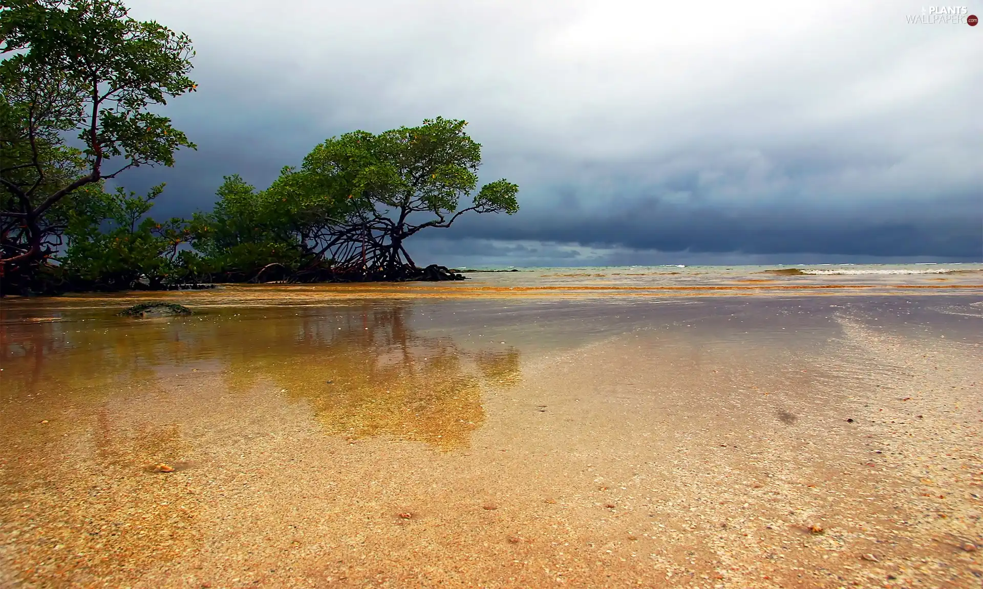 trees, water, Beaches, viewes