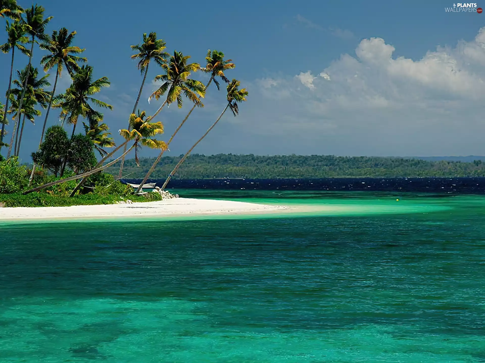 tropical, sea, Palms, Beaches