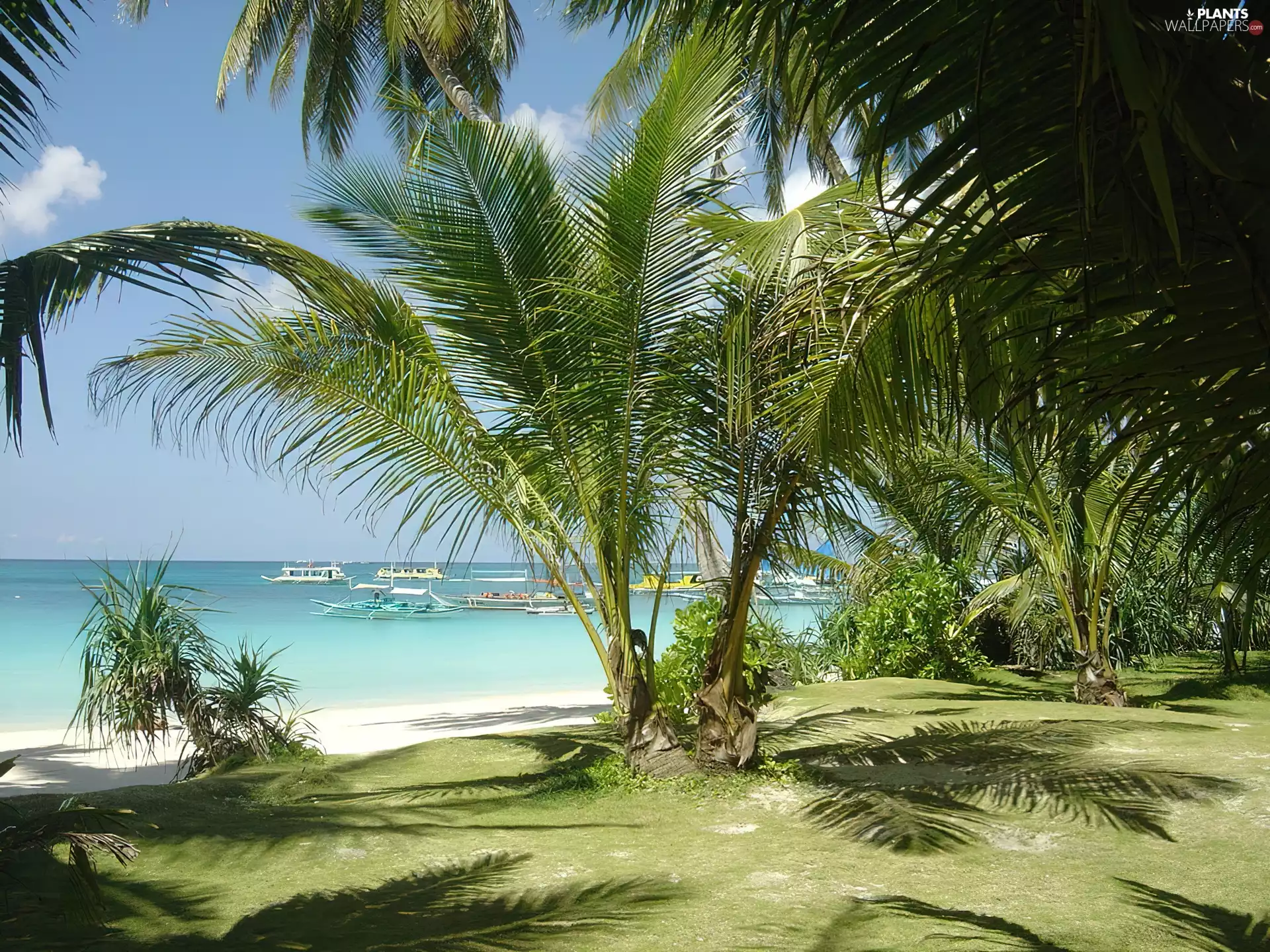 Beaches, palms, water