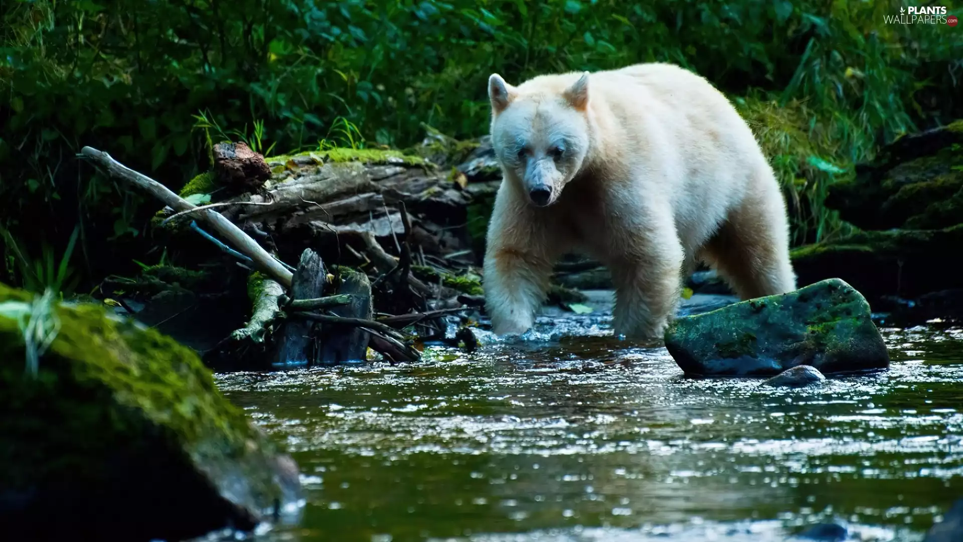 viewes, Bear, Stones, trees, River