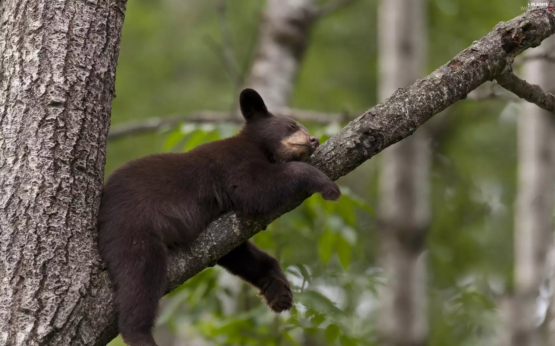 trees, sleepy, teddy bear