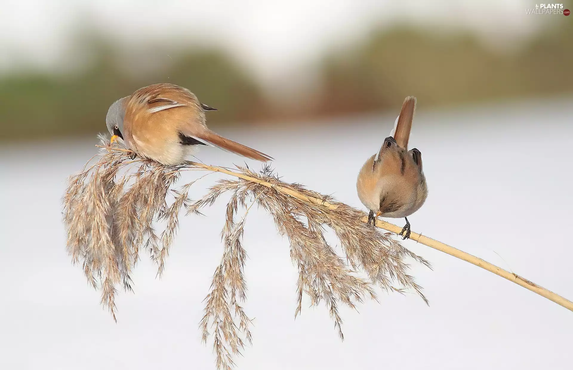 Bearded Reeding, grass