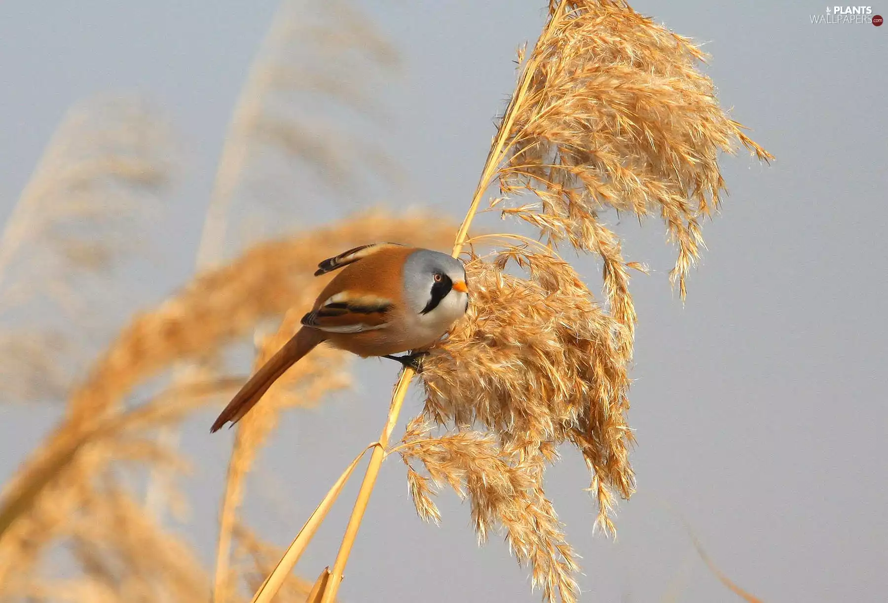 Bearded Tit, grass