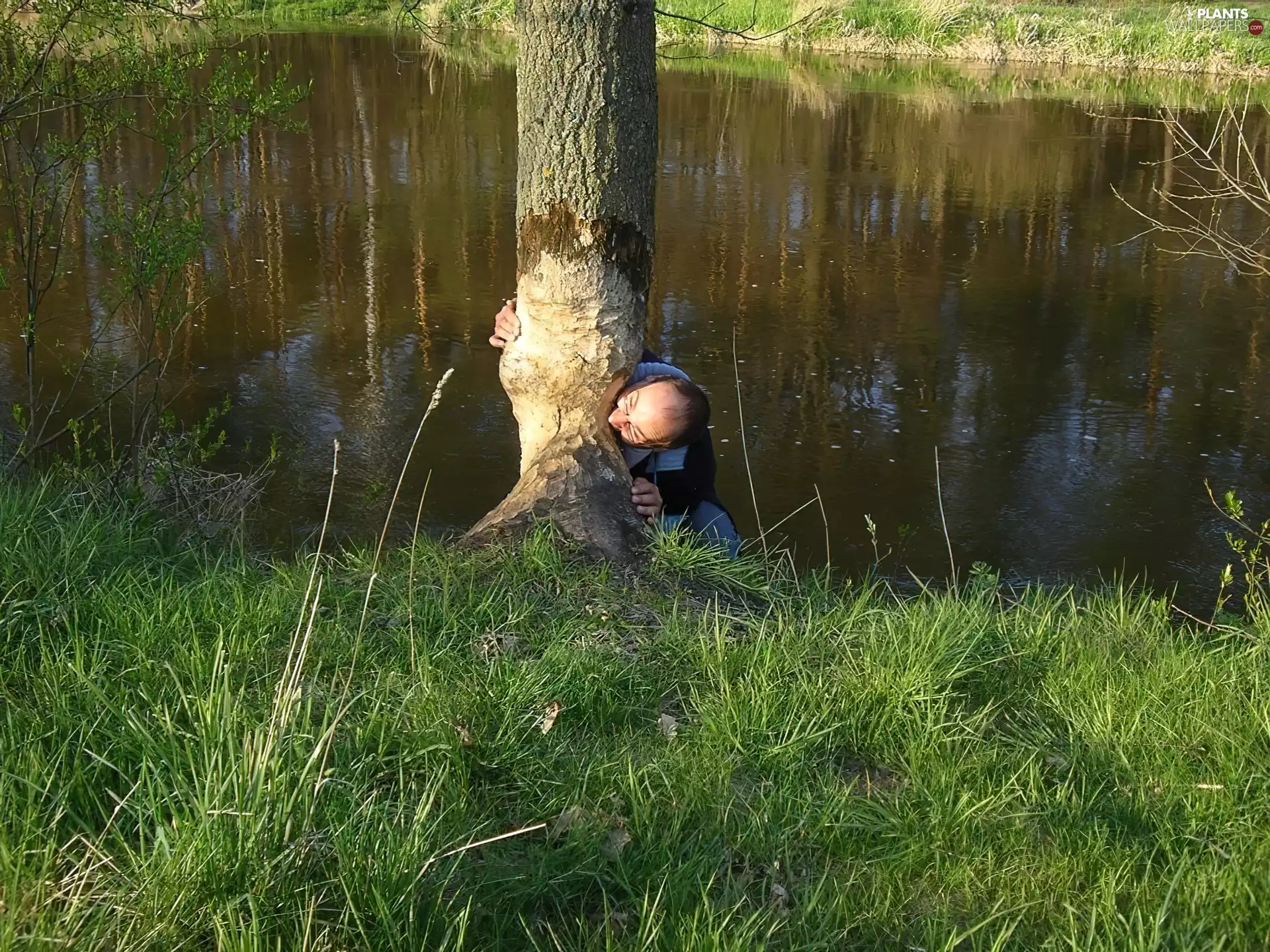 trees, a man, Beaver