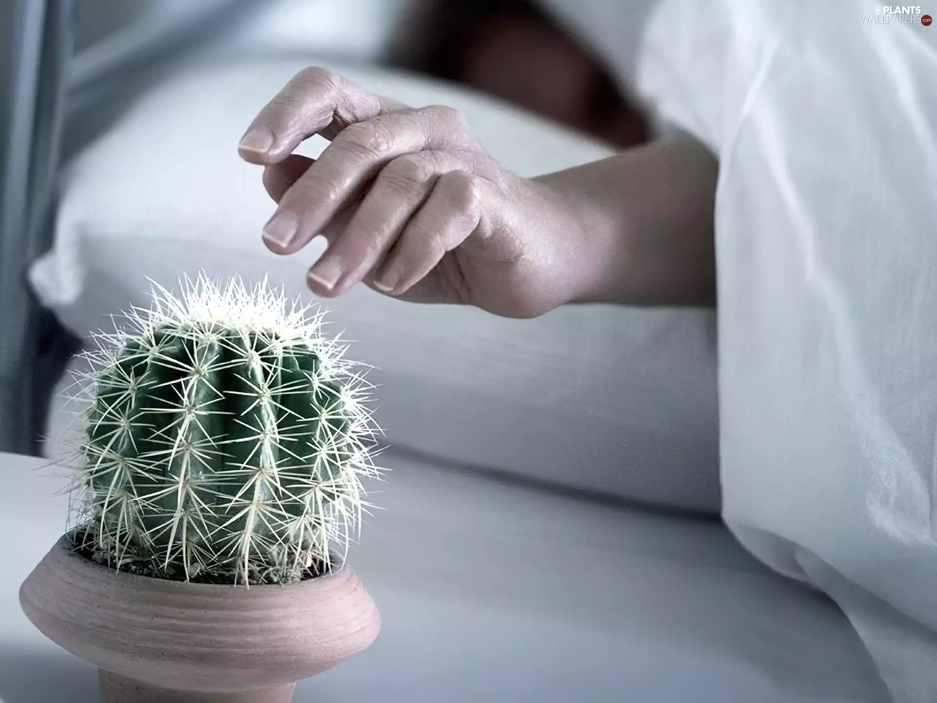 Bedding, Cactus, hand