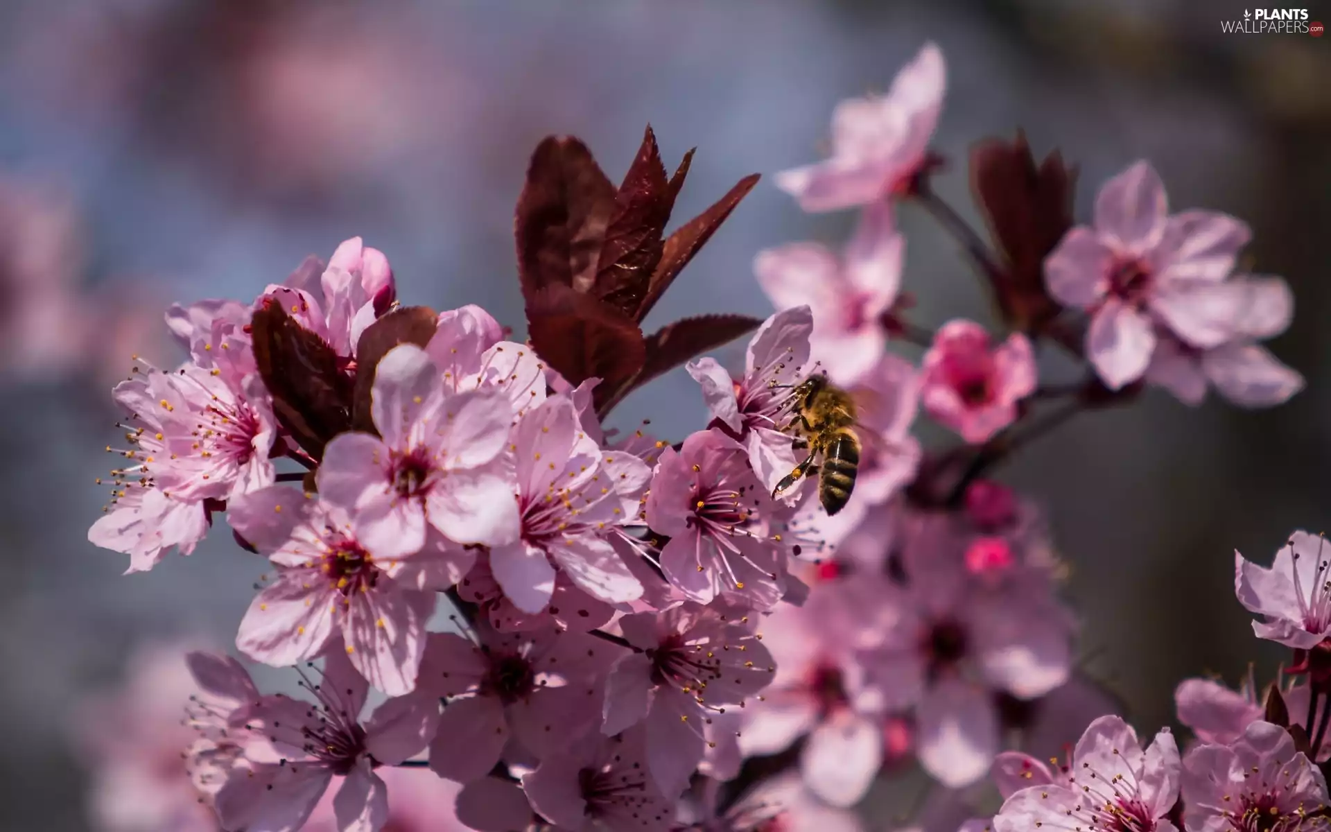Flowers, bee, branch, cherry, trees