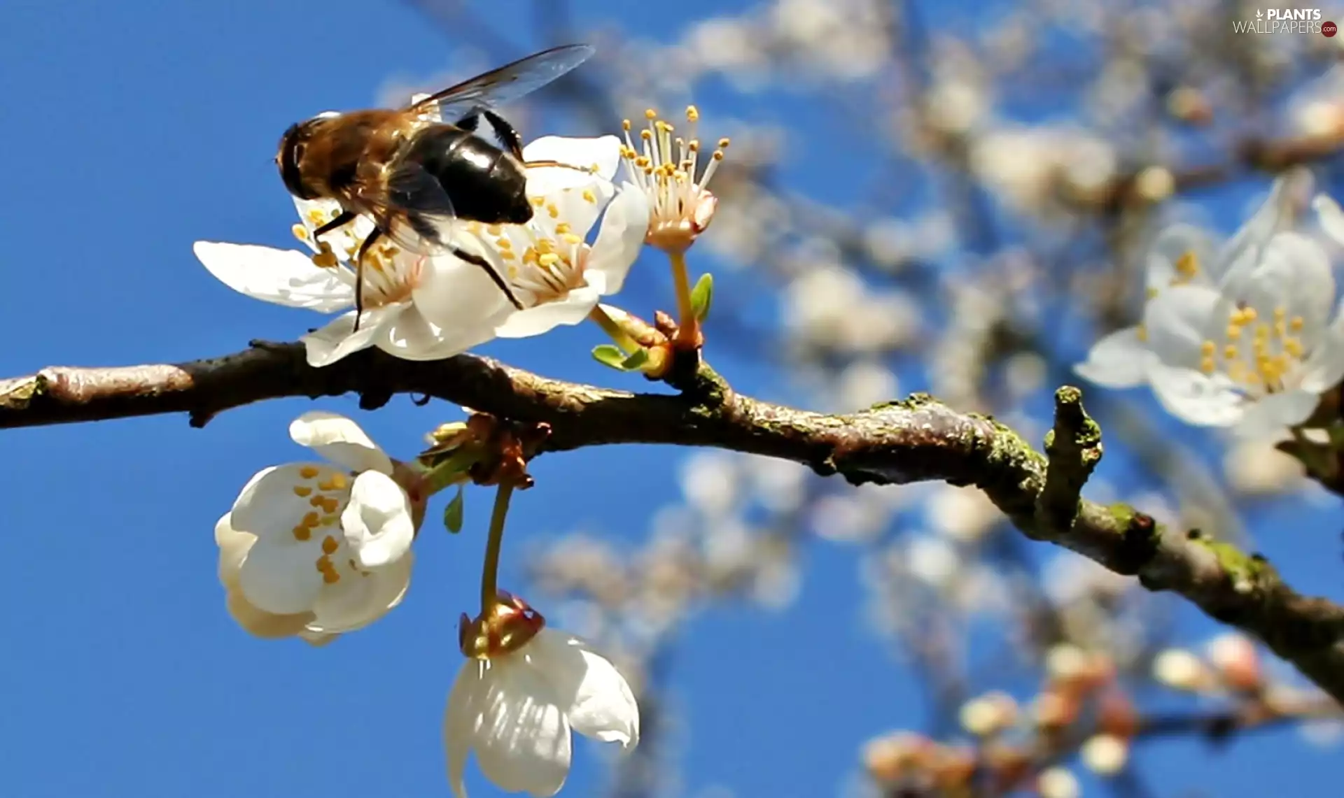 Blossoming, bee, Fruit Tree, branch