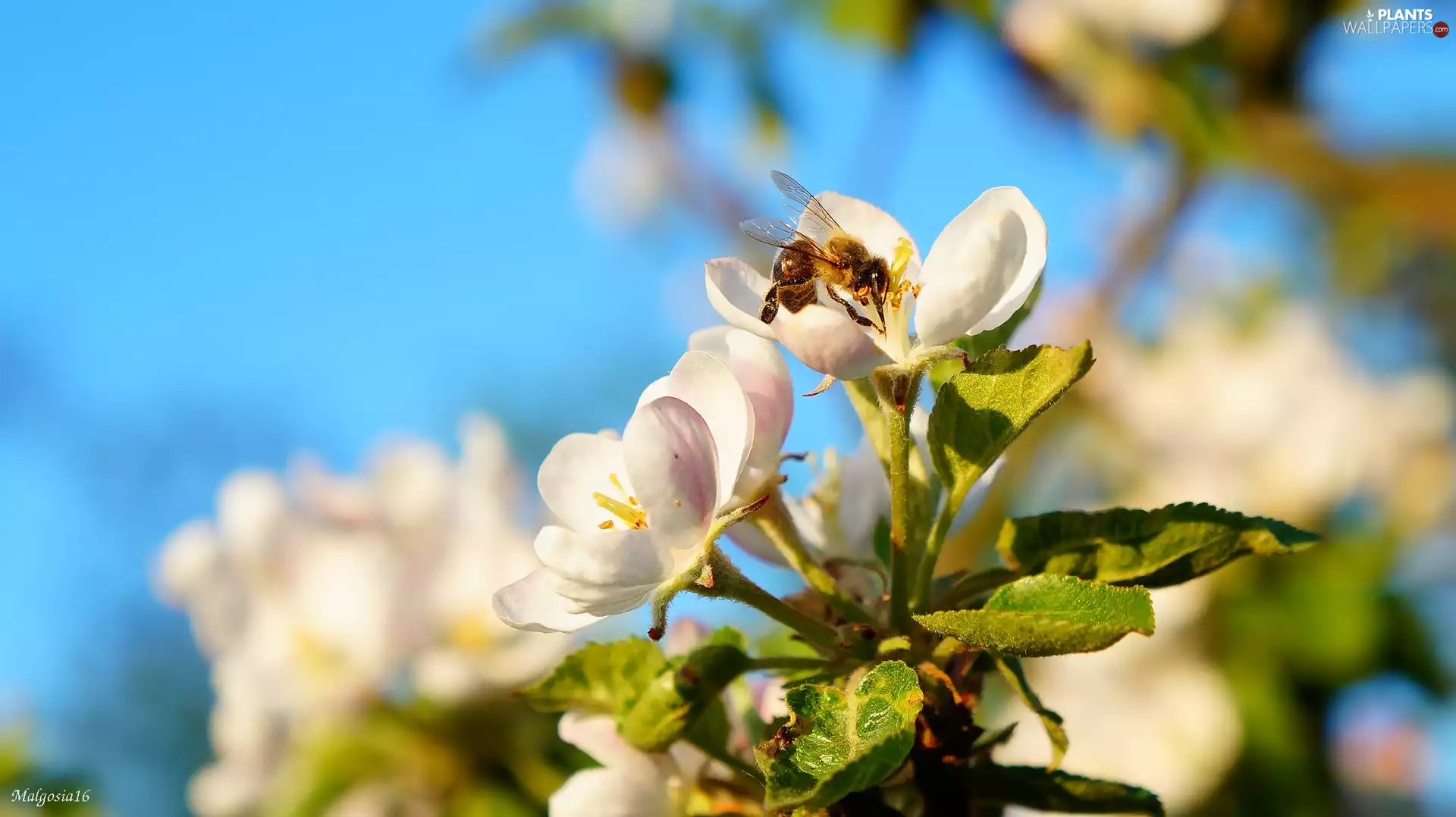 twig, bee, trees, fruit, flourishing