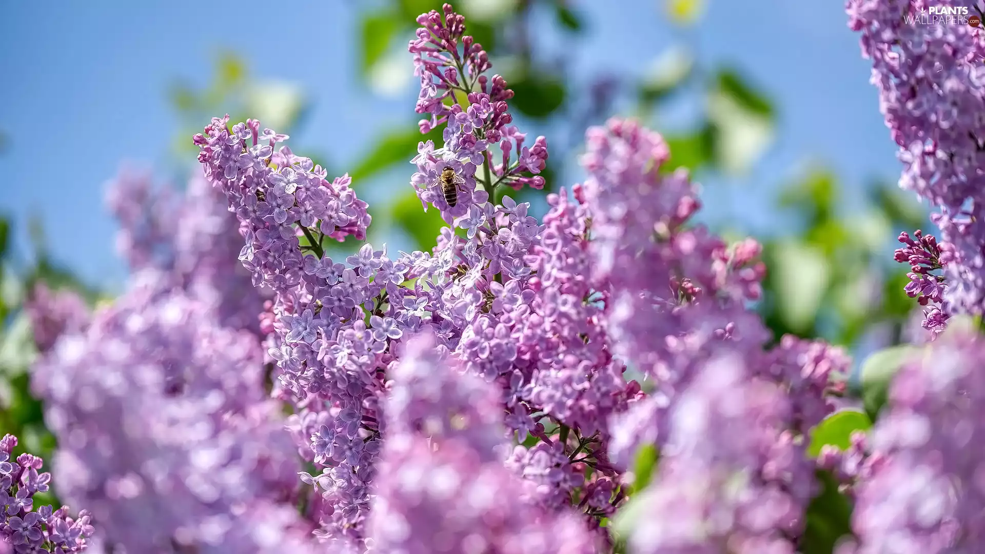 bee, Flowers, without