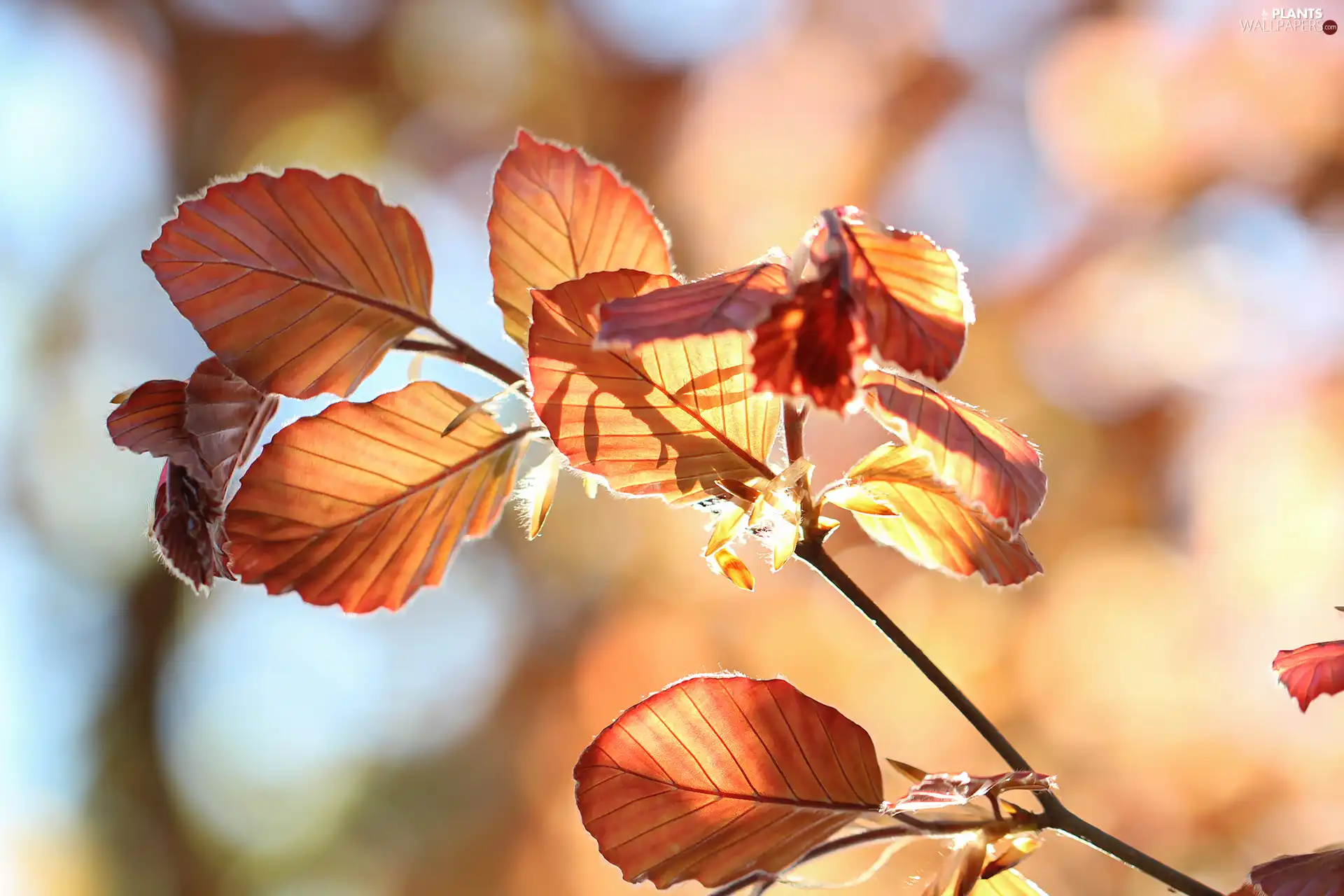 beech, twig, Leaf