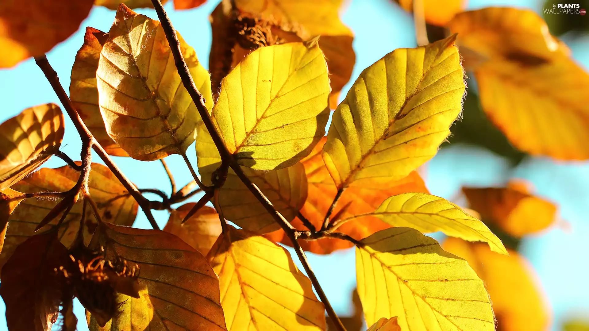 beech, Yellow, Leaf