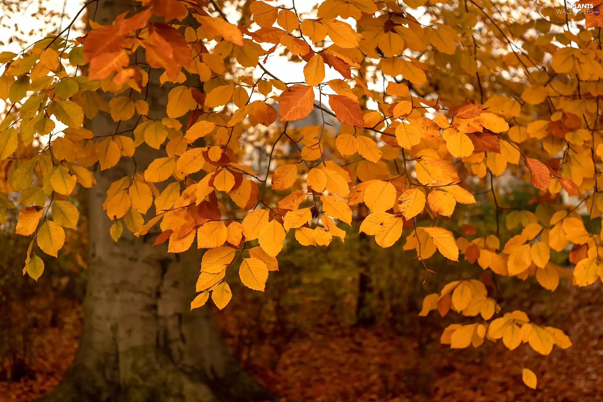 trees, Yellow, Leaf, beech