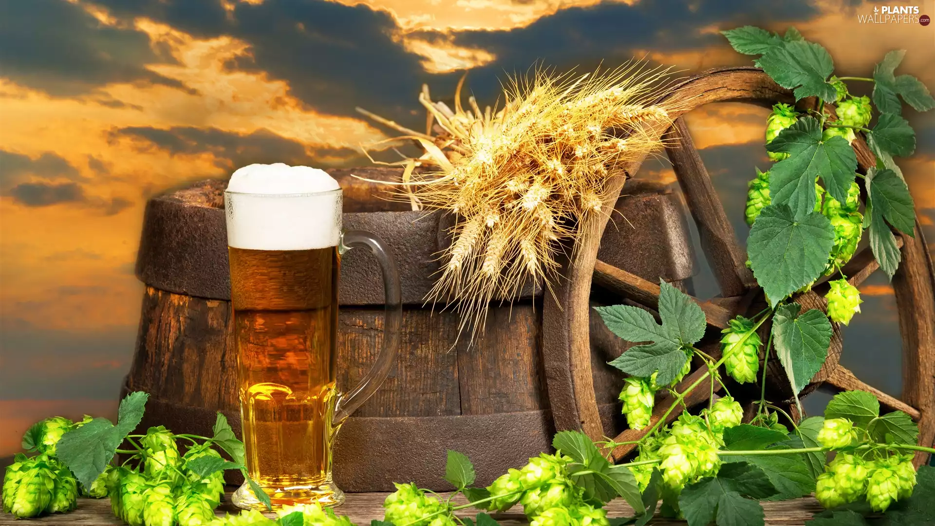 circle, barrel, hop, mug, Twigs, Ears, corn, Beer