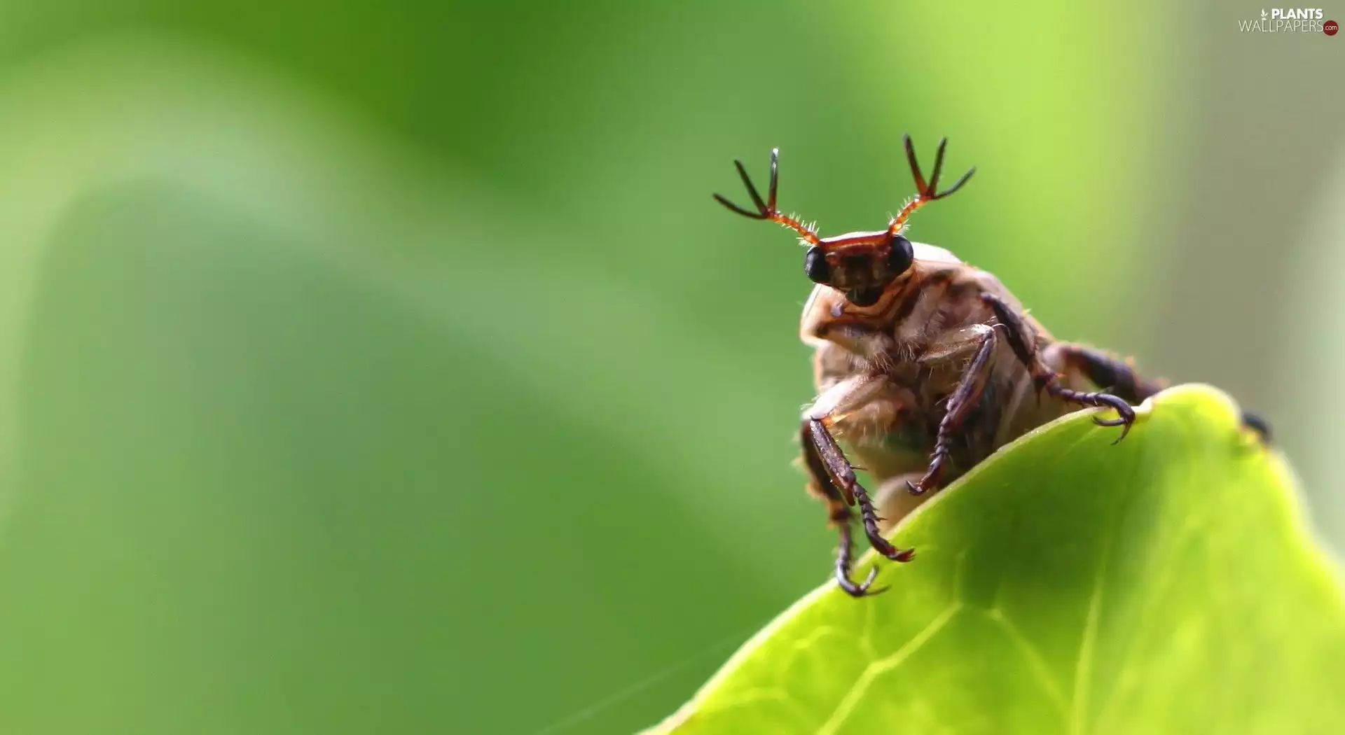beetle, leaf