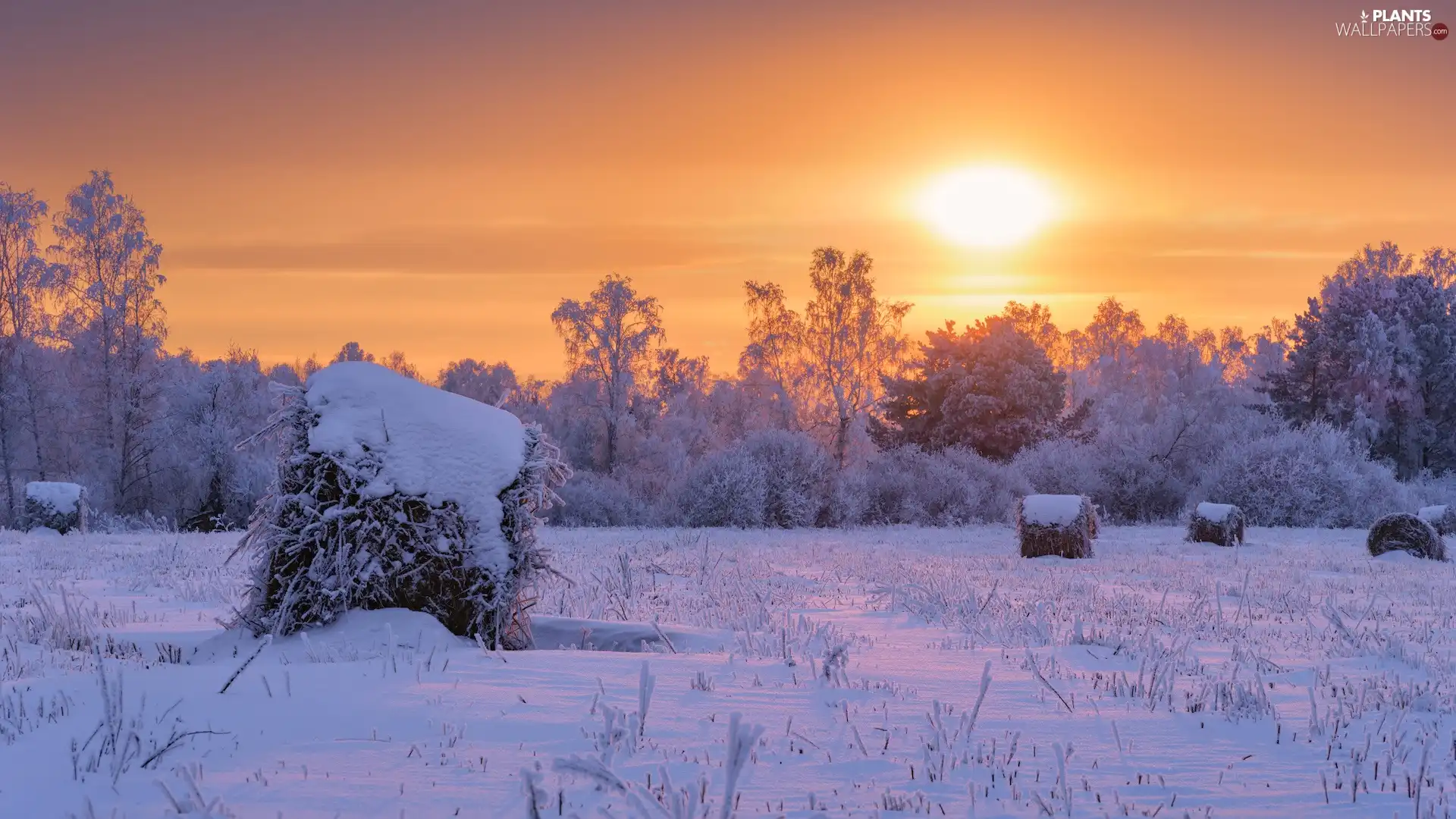 viewes, winter, Field, trees, Great Sunsets, Snowy, Bele