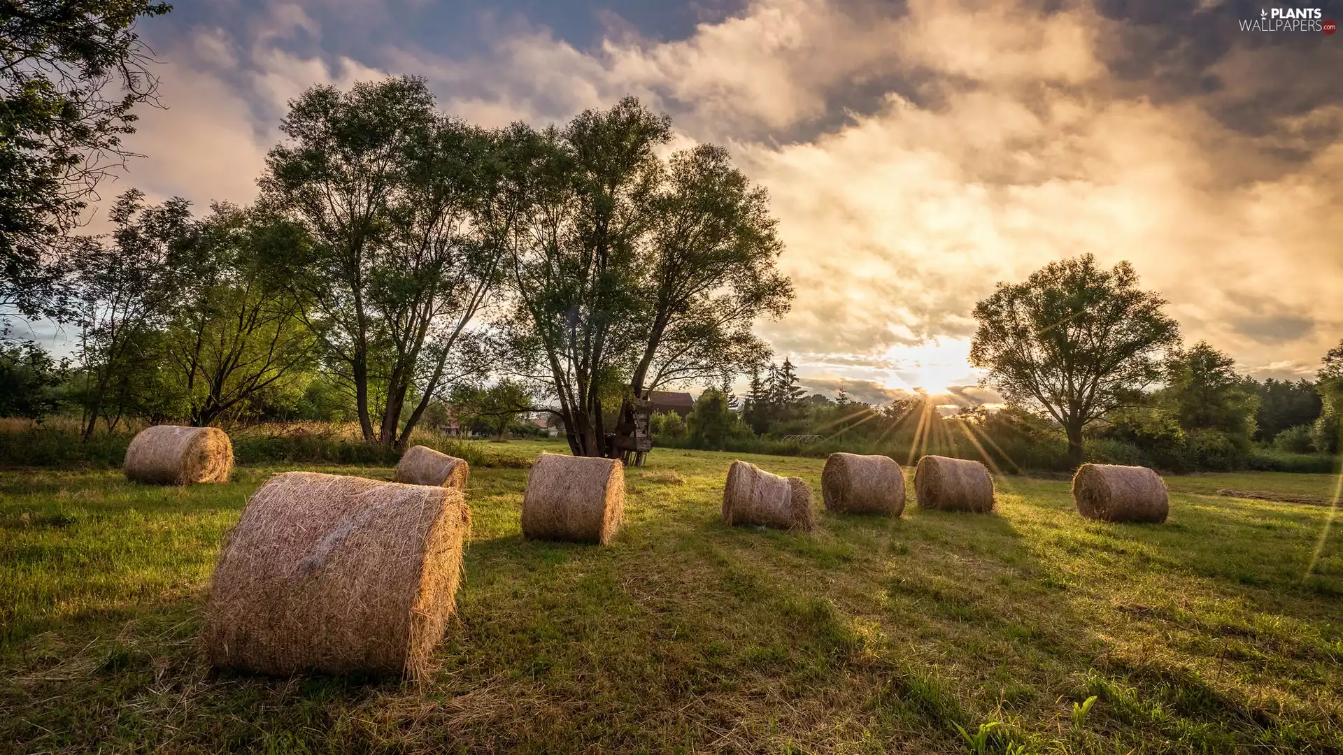 trees, Ballots, sun, Bele, Meadow, viewes, rays