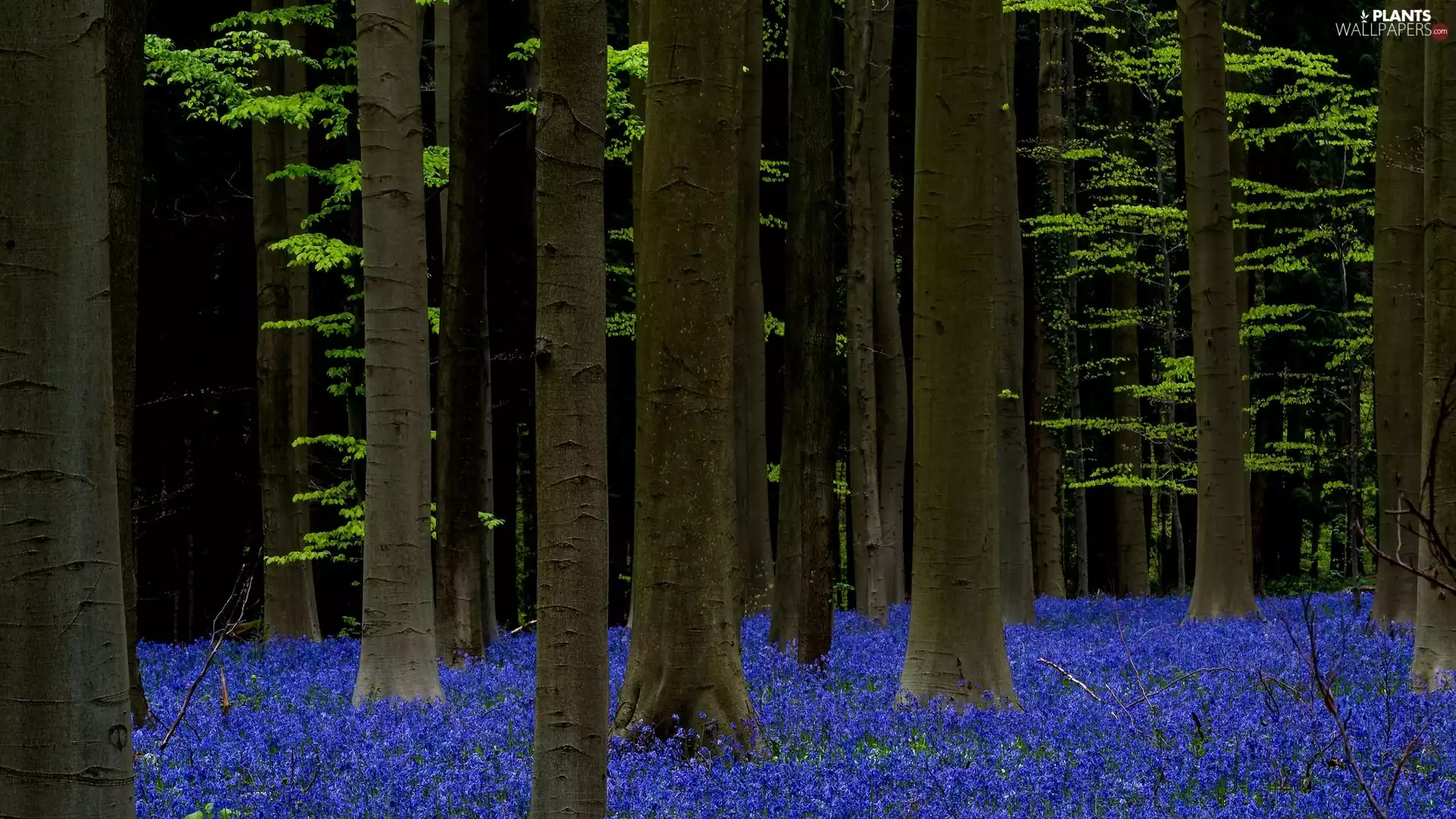 Flowers, trees, Hallerbos Forest, viewes, forest, Bluebells, Belgium