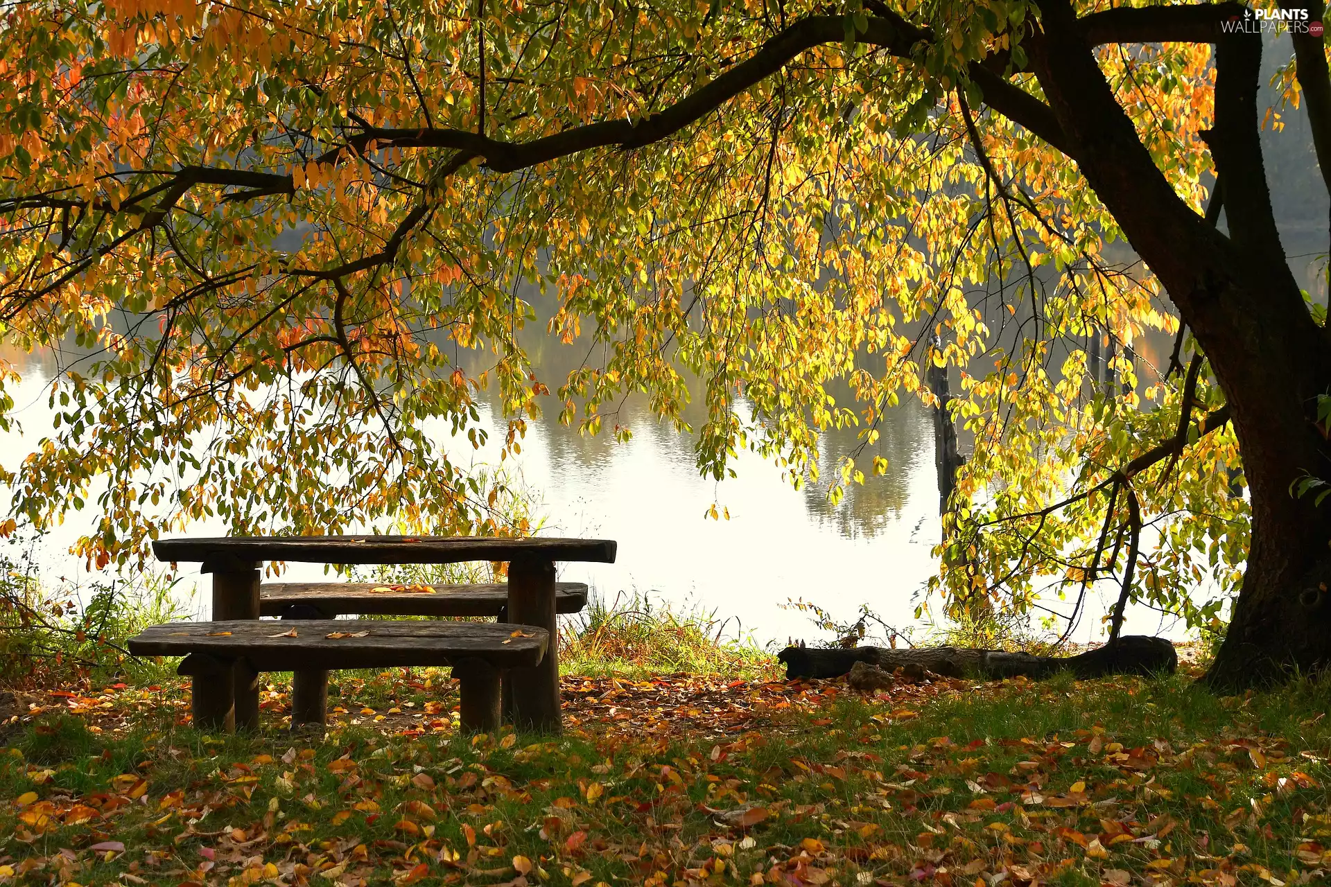 autumn, trees, lake, Bench