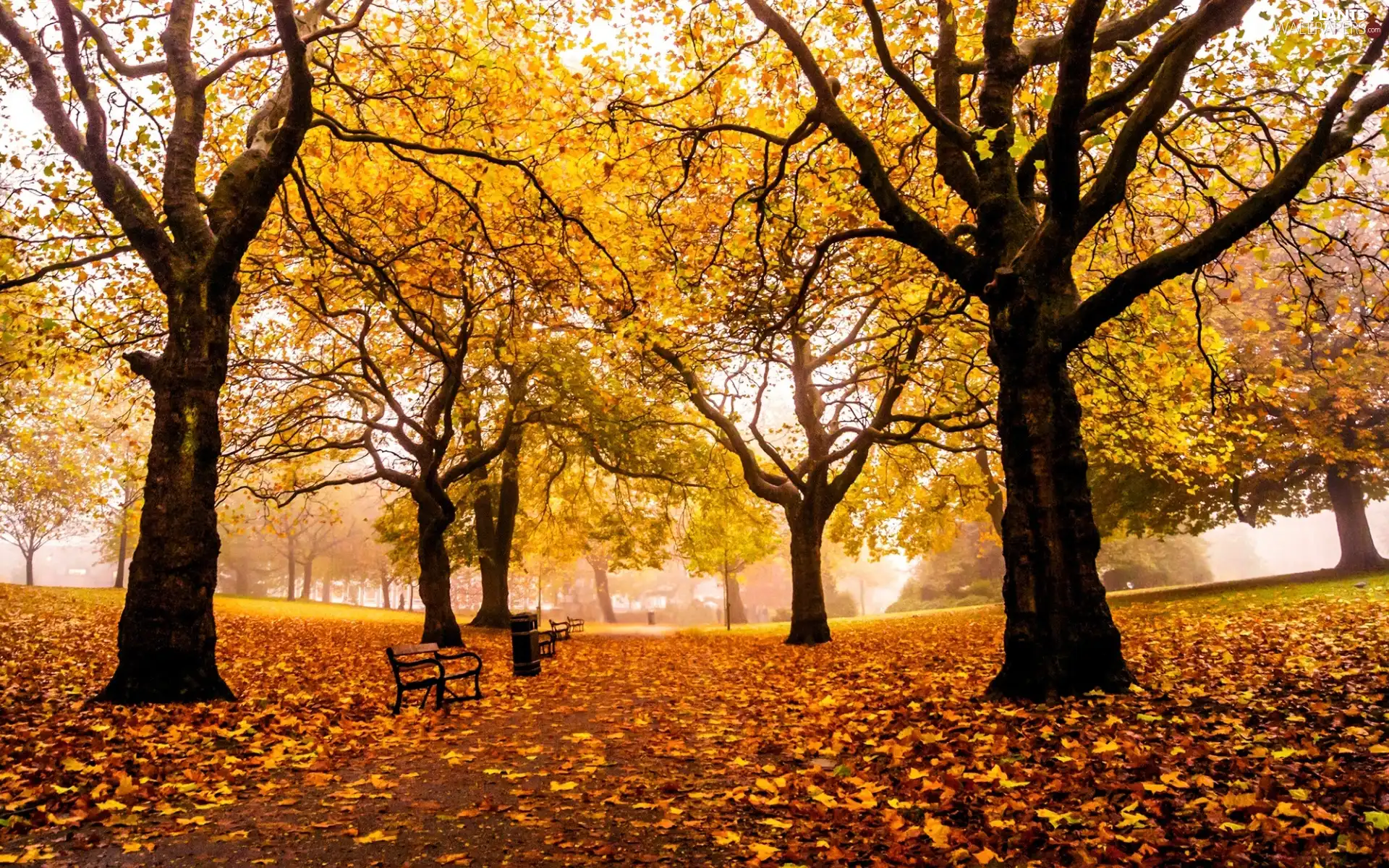 viewes, Park, bench, autumn, Leaf, trees
