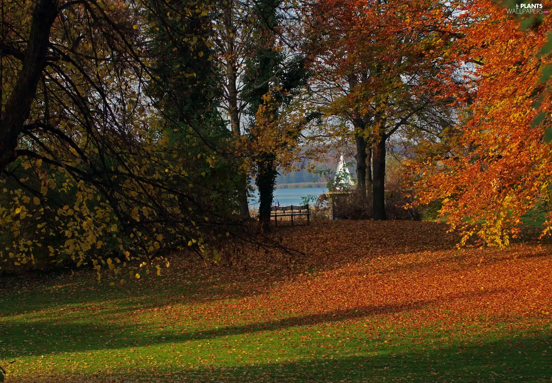 trees, Park, Leaf, Bench, viewes, autumn
