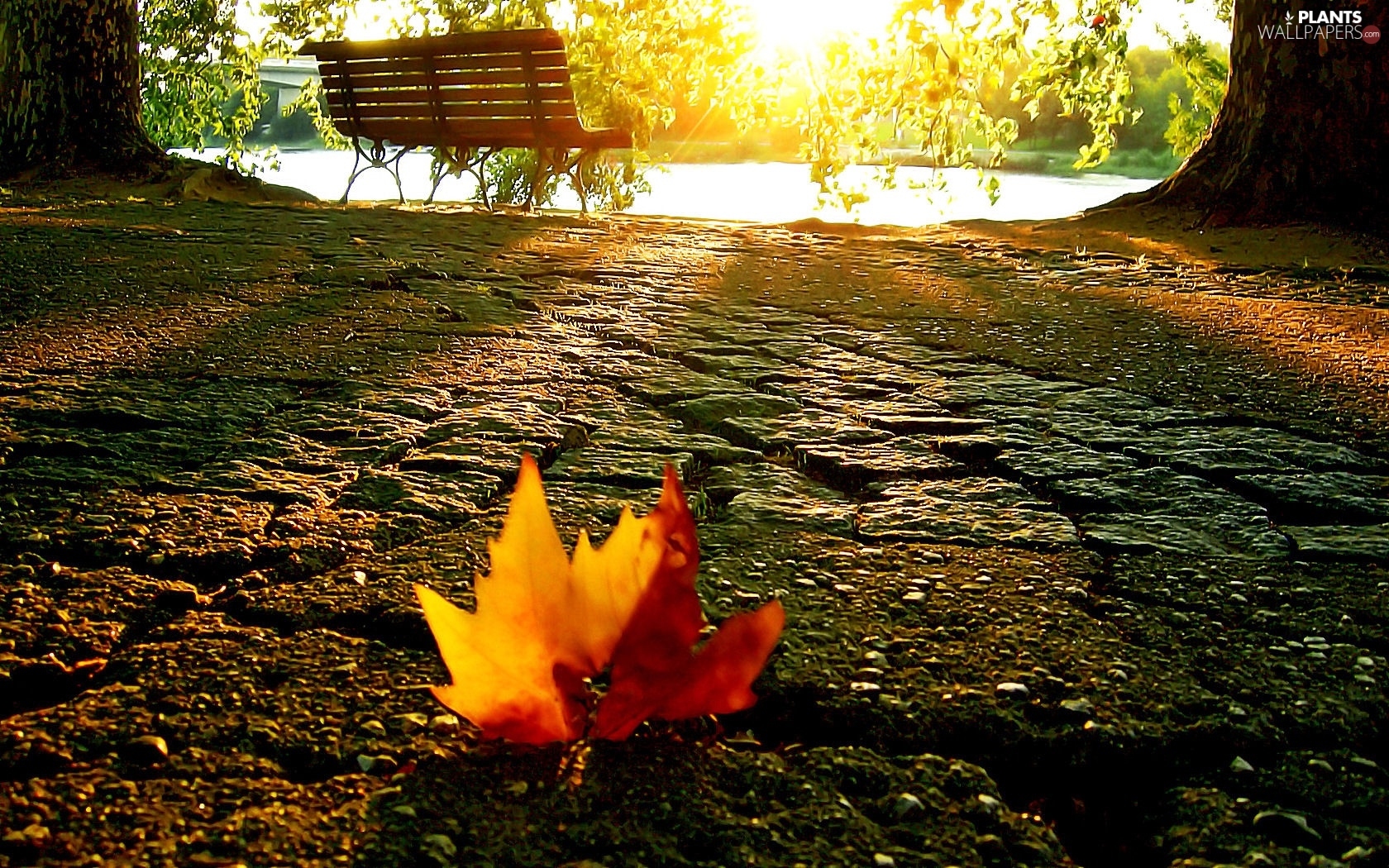 Bench, leaf, autumn