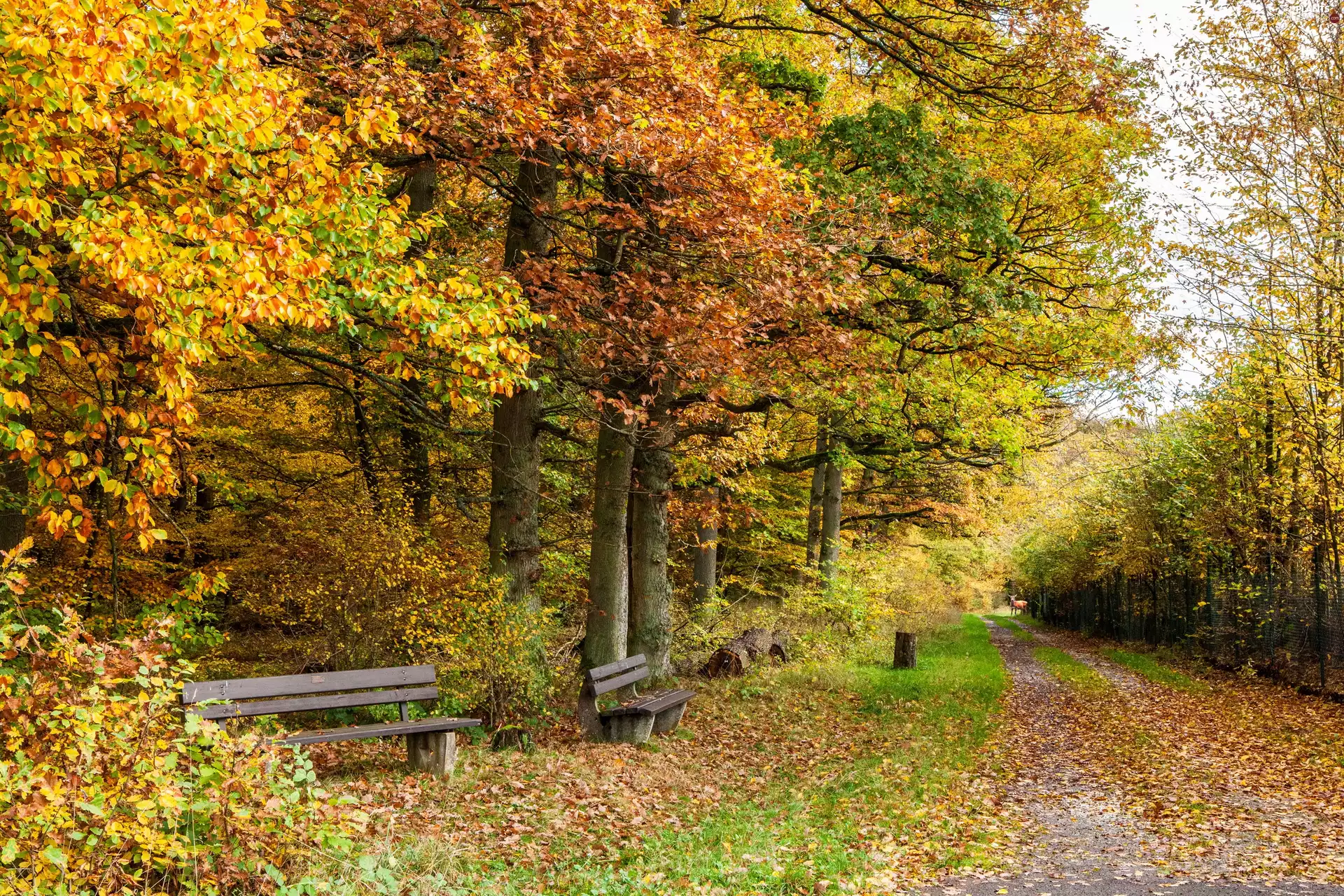 color, Way, dog, bench, Park, Leaf, autumn