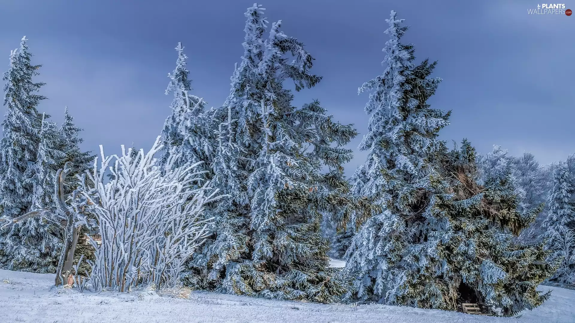 snow, Bench, Fir, Bush, winter