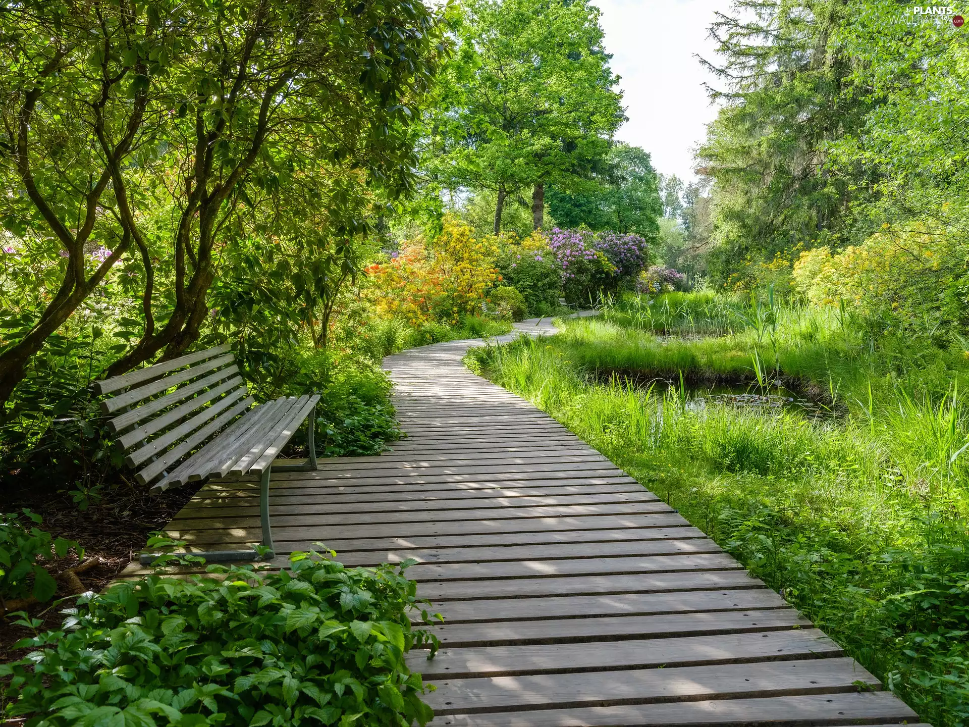 trees, Platform, Flowers, bench, Park, viewes, plants