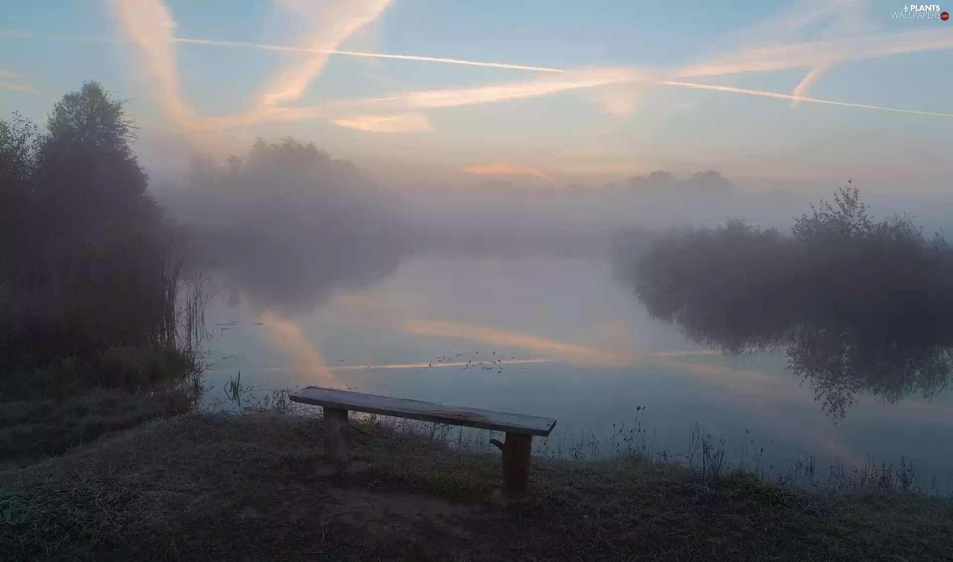 viewes, Bench, Fog, trees, lake
