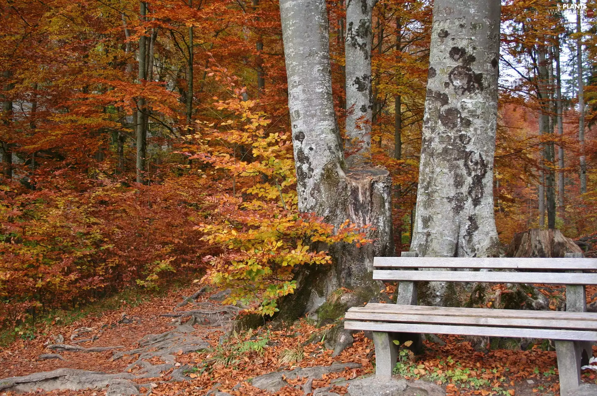 trees, autumn, Bush, Bench, viewes, forest