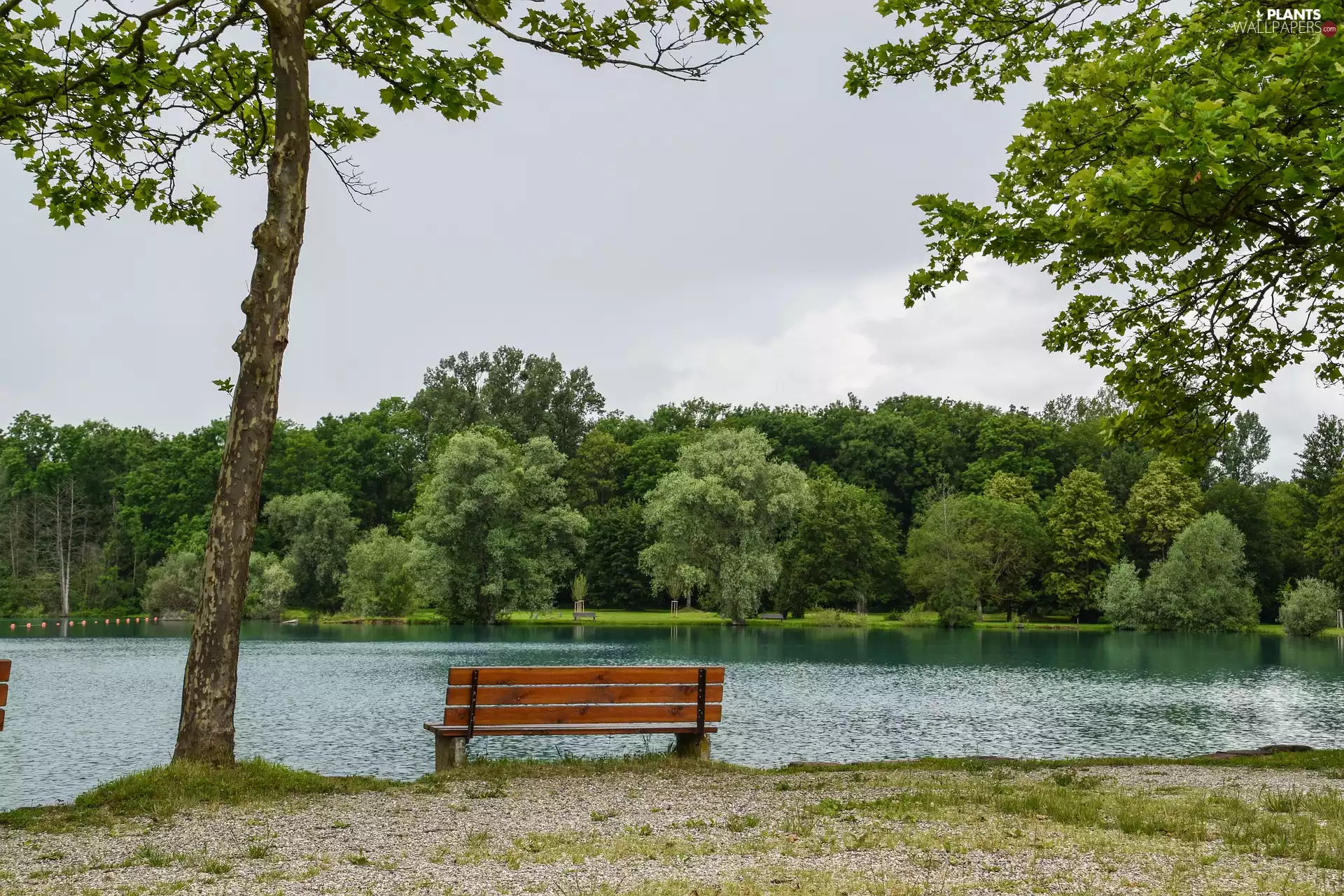 lake, trees, viewes, Bench