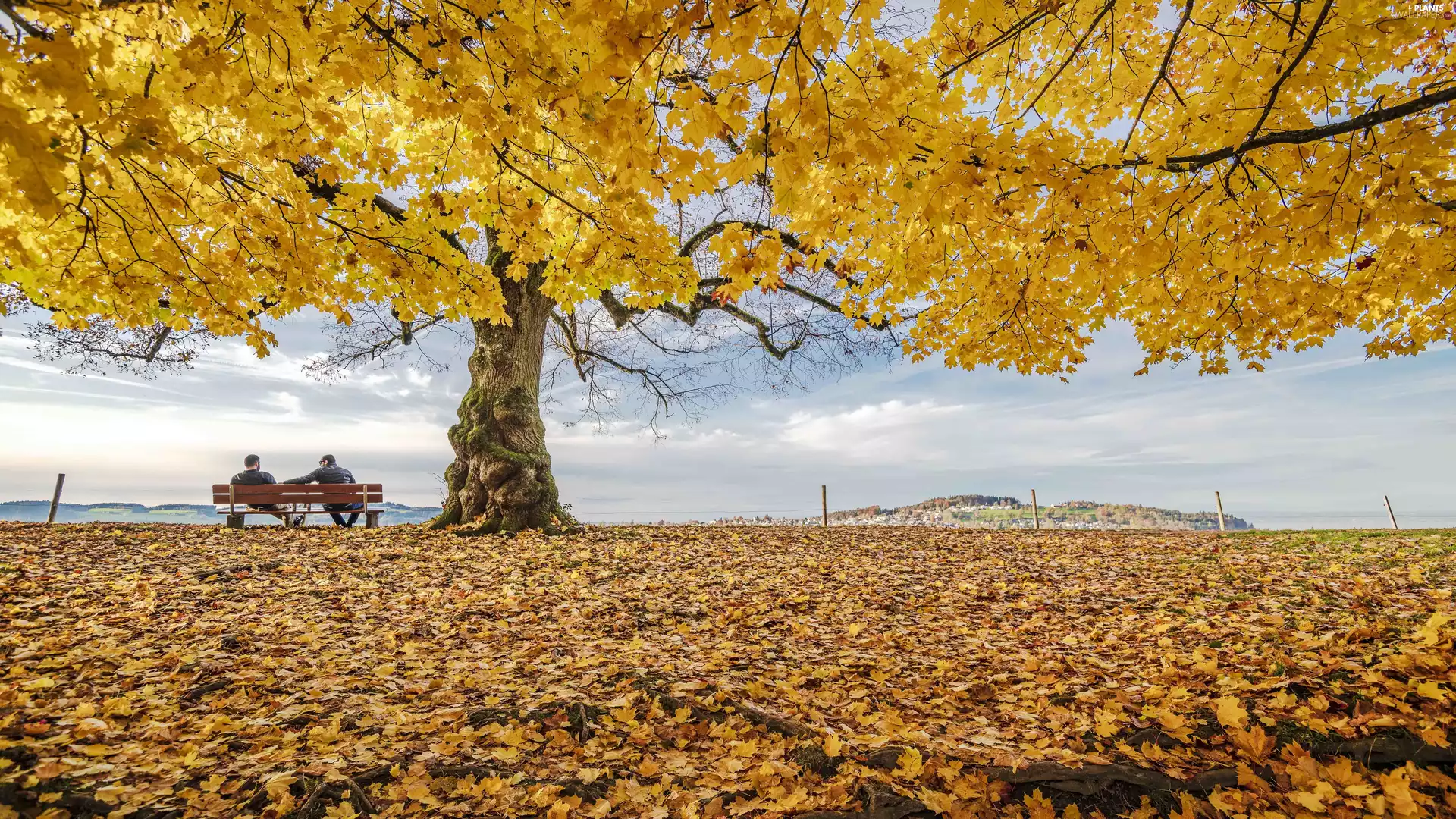 men, maple, Leaf, Bench, trees, fallen, autumn