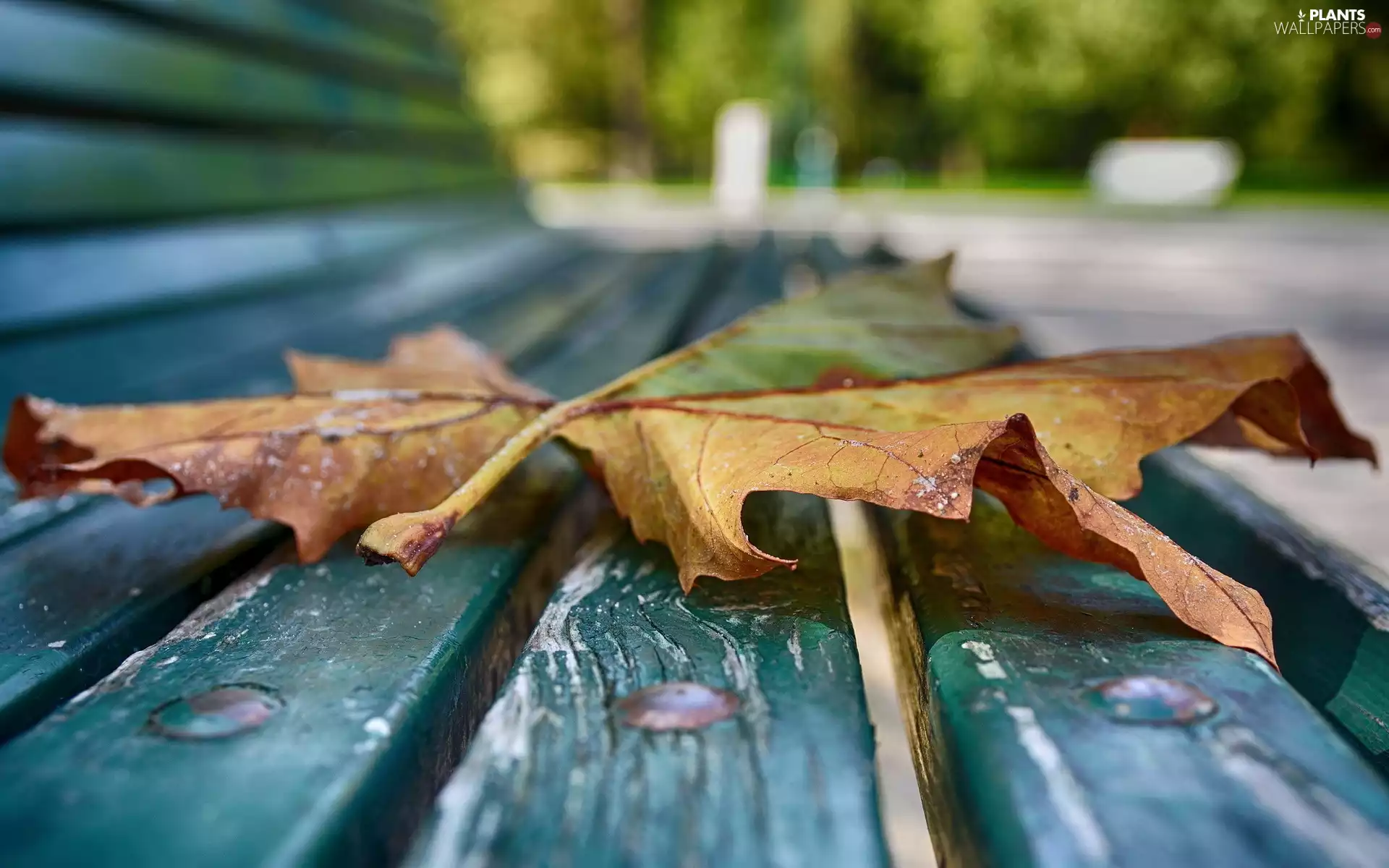 Bench, leaf