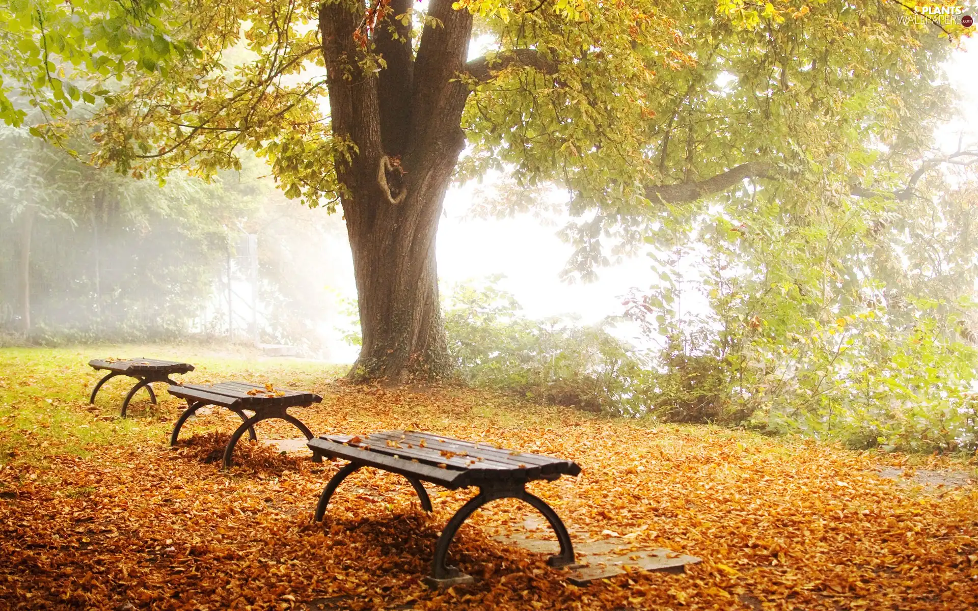 Leaf, autumn, car in the meadow, bench, forest
