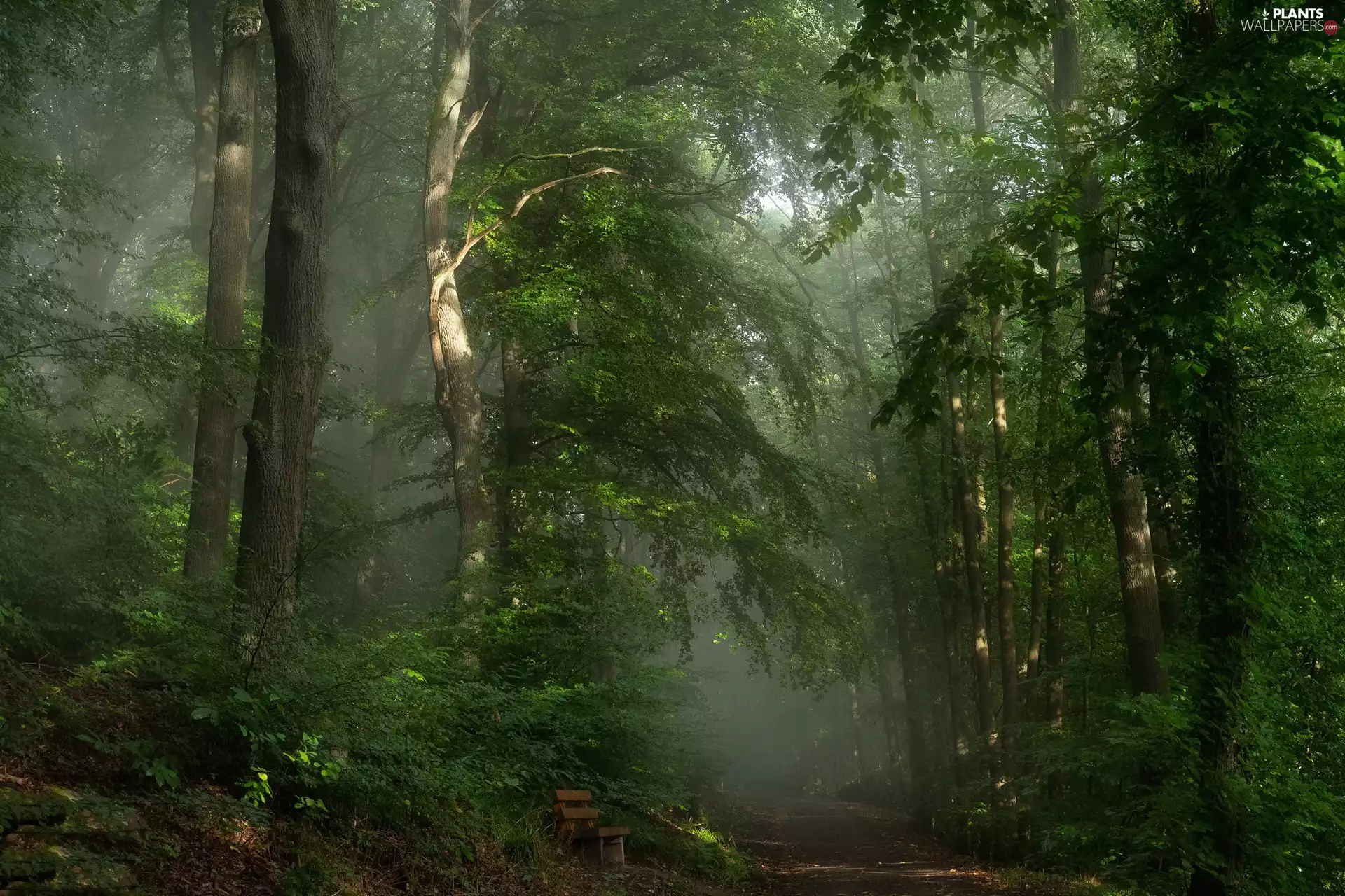 viewes, green ones, Way, trees, forest, Fog, Bench