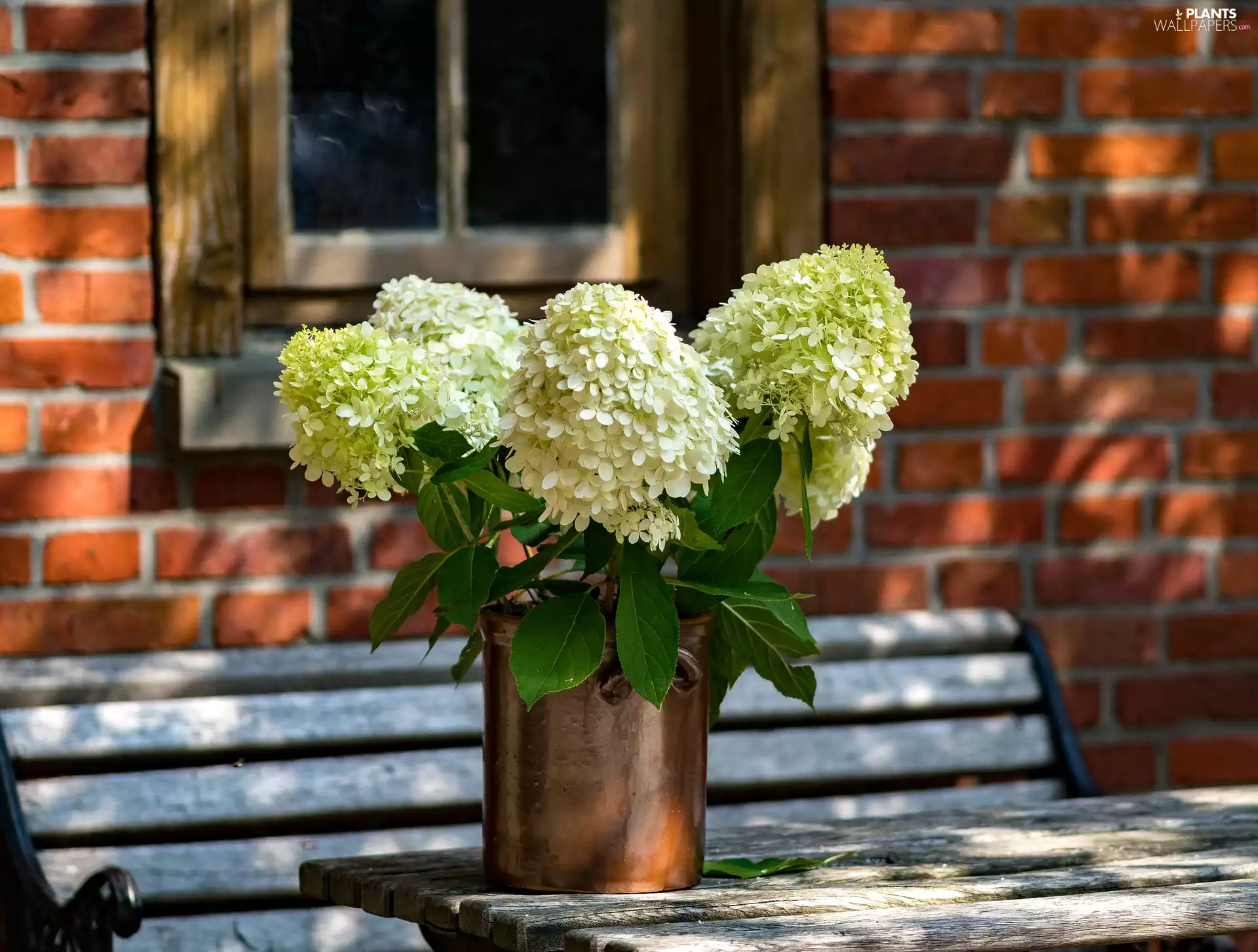 wall, Viburnum Opulus, Window, house, Flowers, Table, Bench