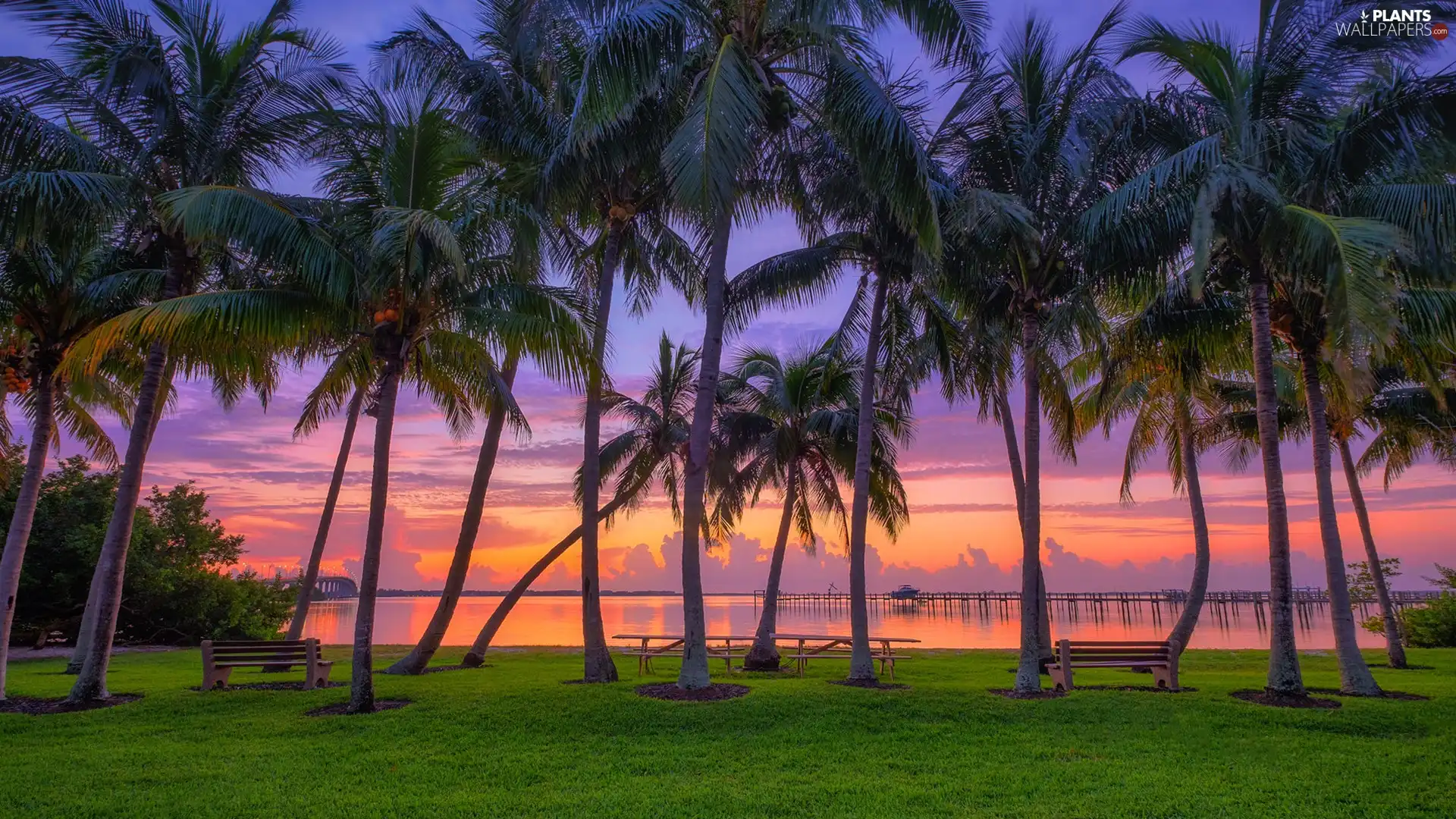 bench, sea, Palms